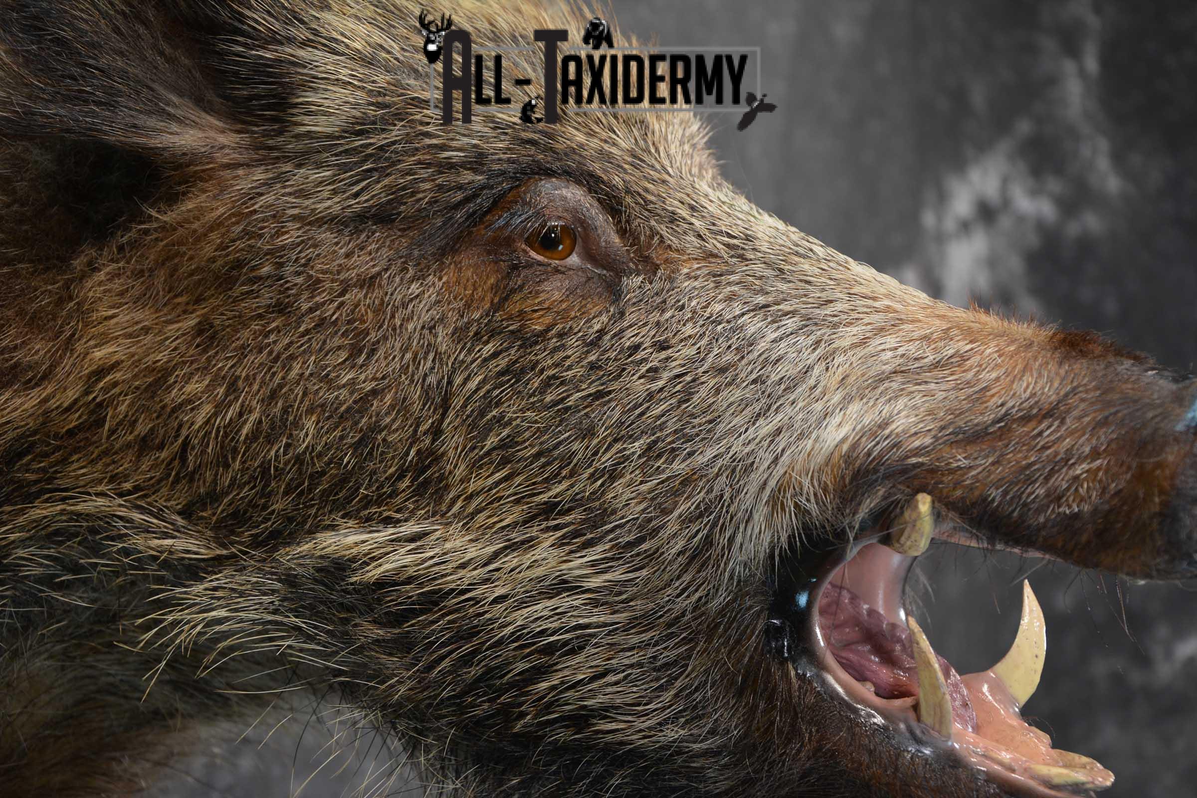 Multi Color Russian Boar Taxidermy Mount for sale SKU 1812 - Image 3