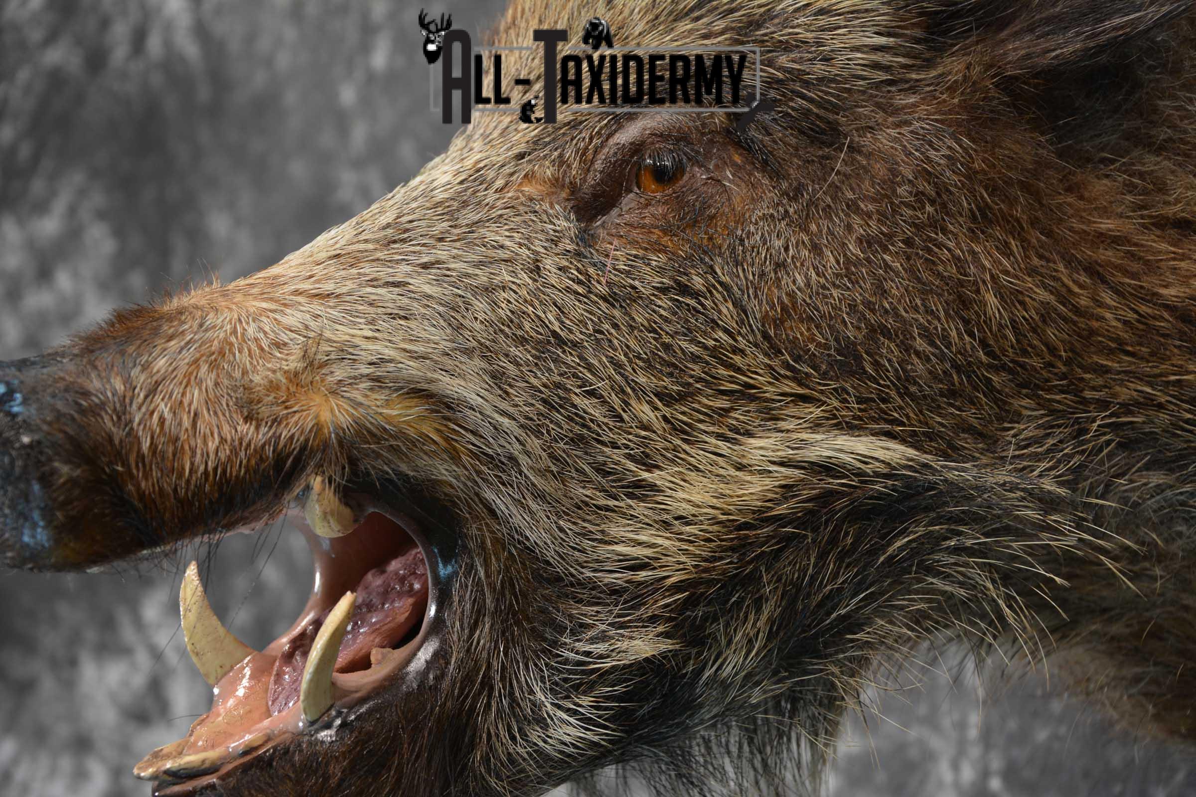 Multi Color Russian Boar Taxidermy Mount for sale SKU 1812 - Image 2