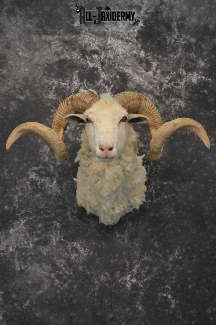 Hybrid British Heritage sheep shoulder taxidermy mount for sale SKU 1790