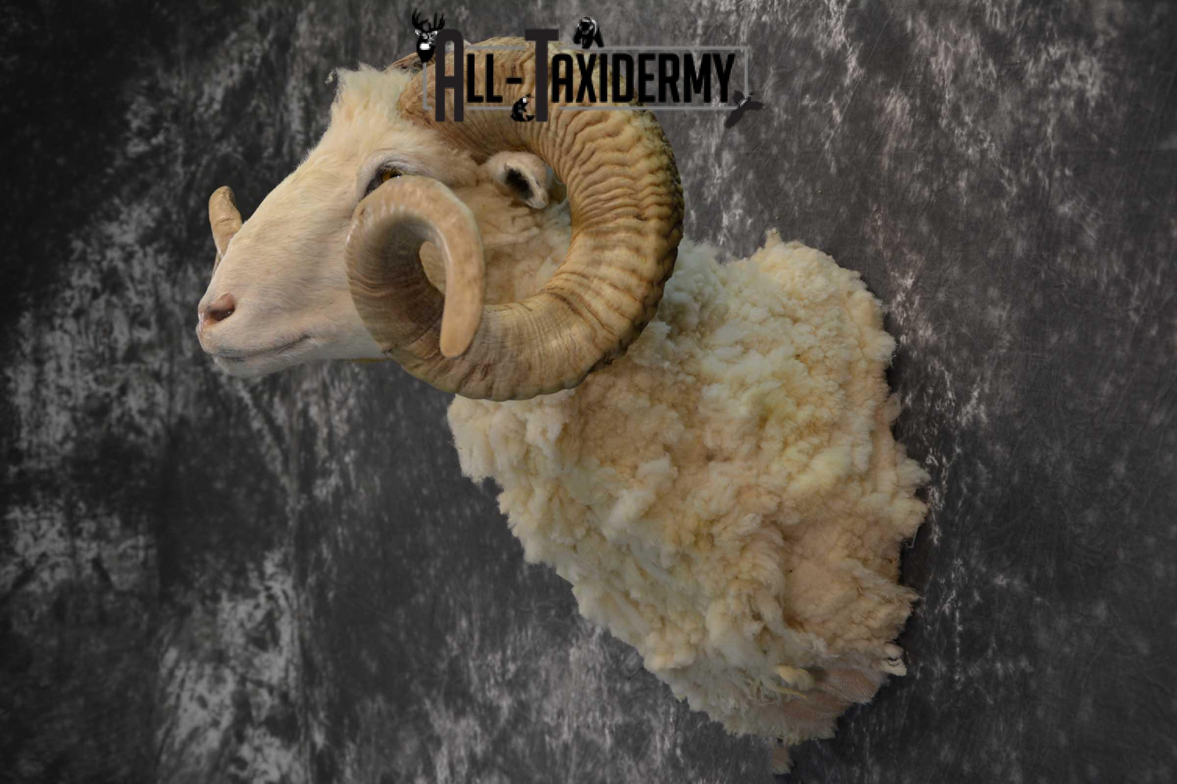 Hybrid British Heritage sheep shoulder taxidermy mount for sale SKU 1790