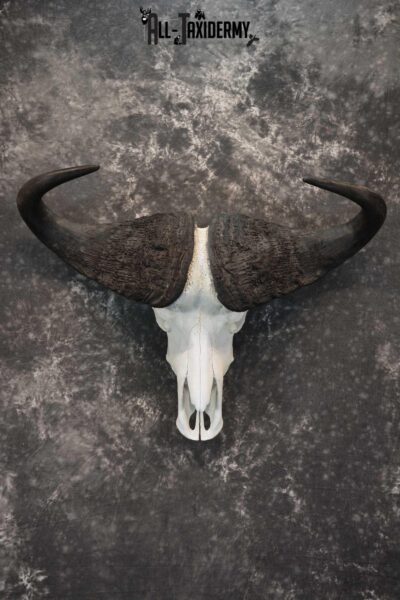 African Cape Buffalo Skull taxidermy for sale SKU 1764