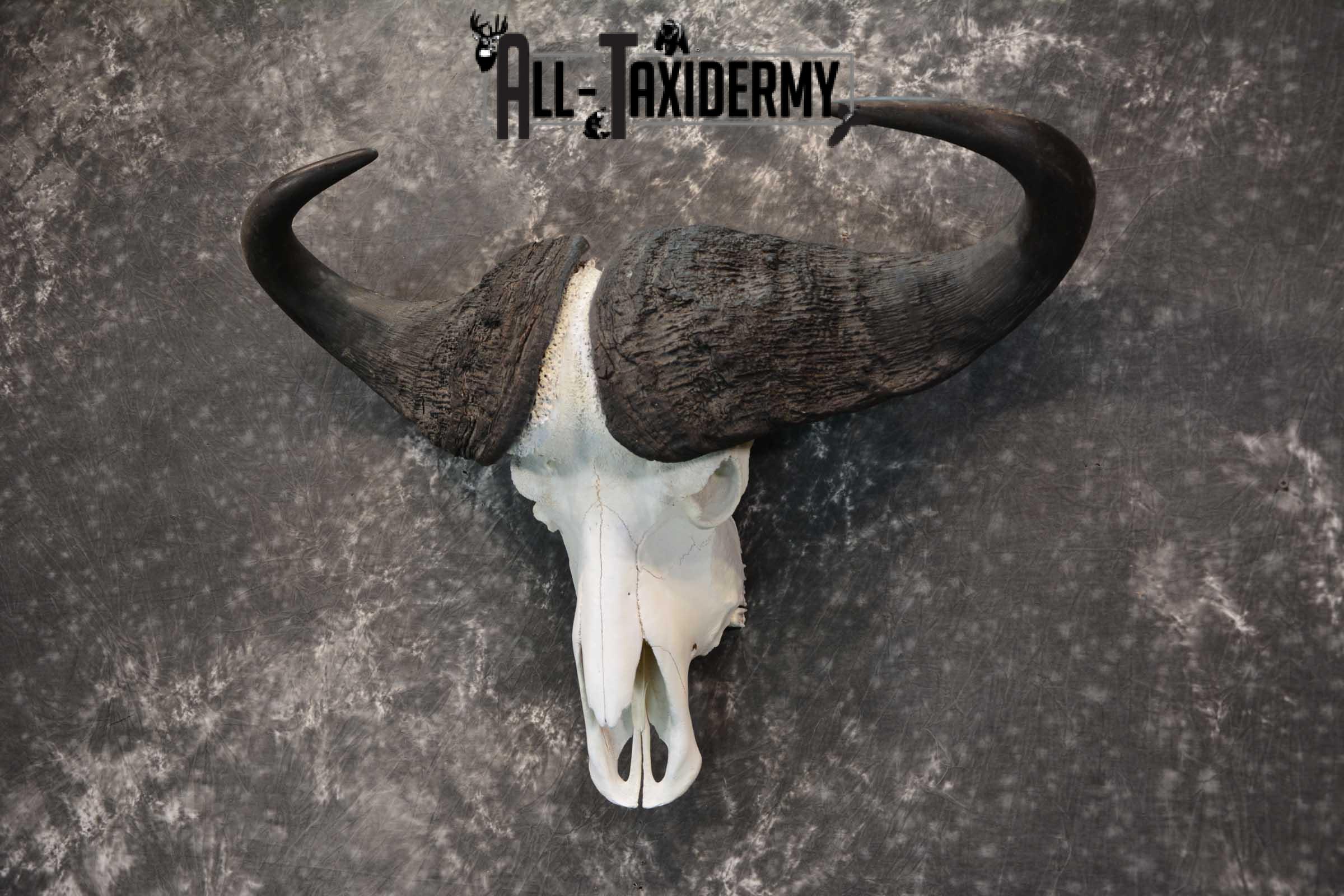 African Cape Buffalo Skull taxidermy for sale SKU 1764 - Image 5