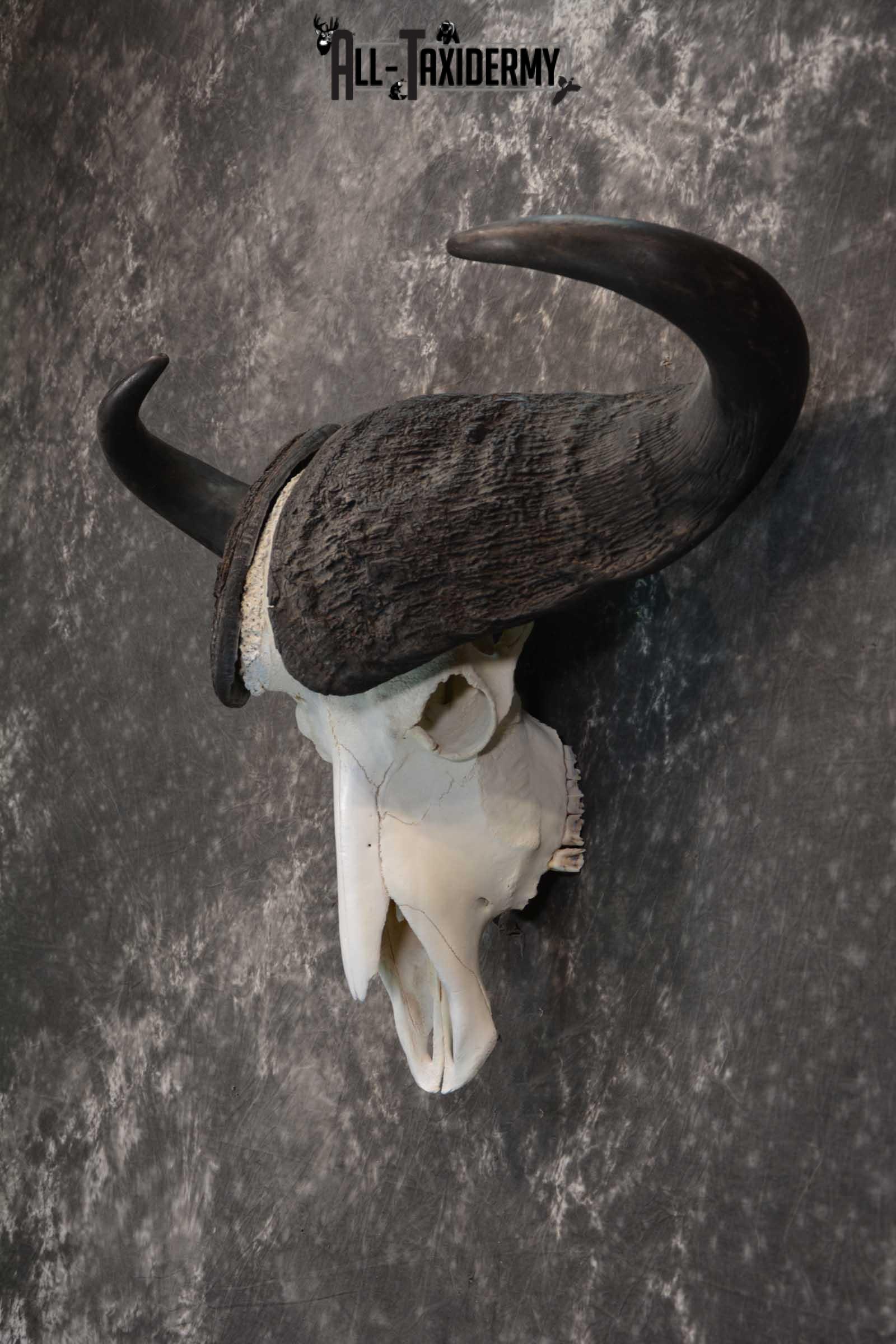African Cape Buffalo Skull taxidermy for sale SKU 1764 - Image 4