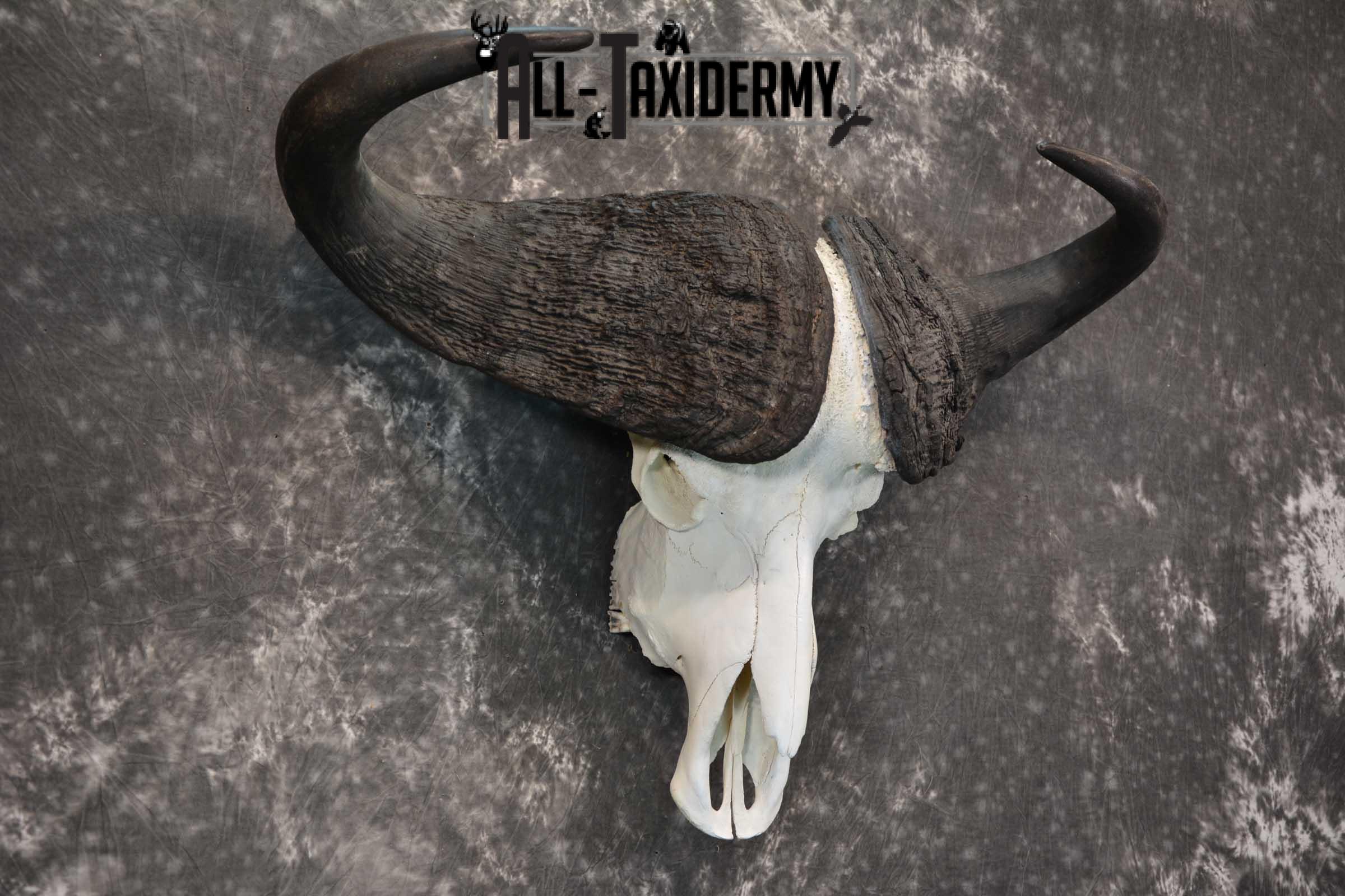 African Cape Buffalo Skull taxidermy for sale SKU 1764 - Image 3