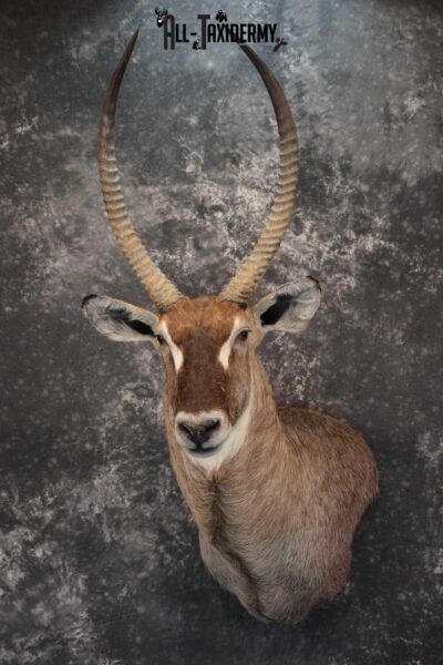 African Waterbuck Taxidermy Wall Pedestal Shoulder Mount for sale SKU 1797