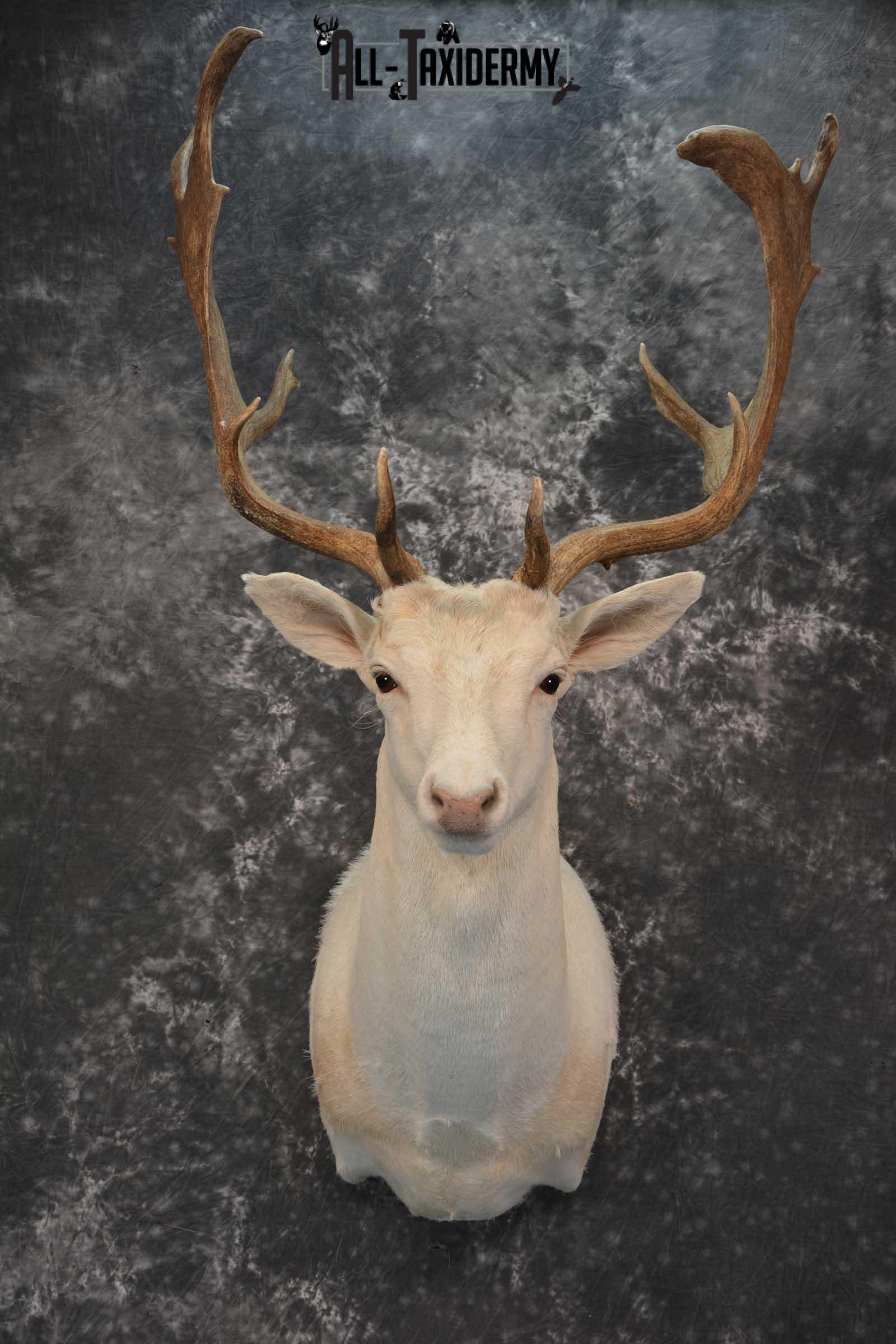 Blonde Fallow Deer taxidermy shoulder mount for sale SKU 1821