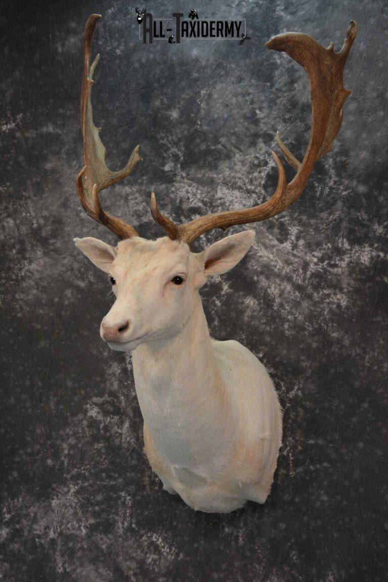 Blonde Fallow Deer taxidermy shoulder mount for sale SKU 1821