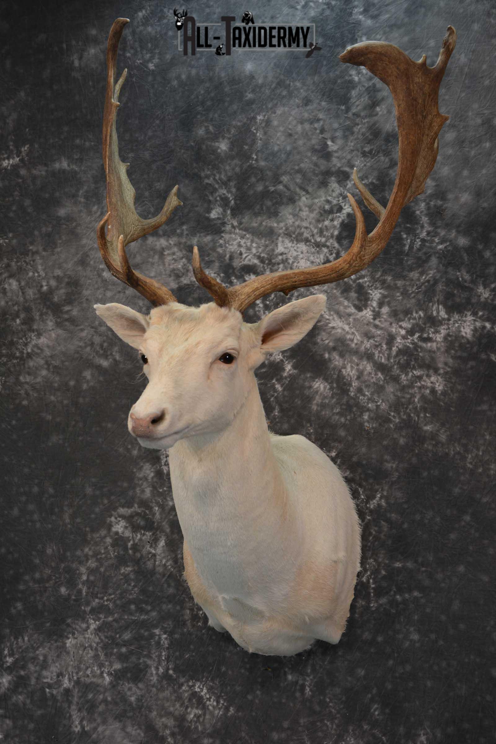 Blonde Fallow Deer taxidermy shoulder mount for sale SKU 1821 - Image 8