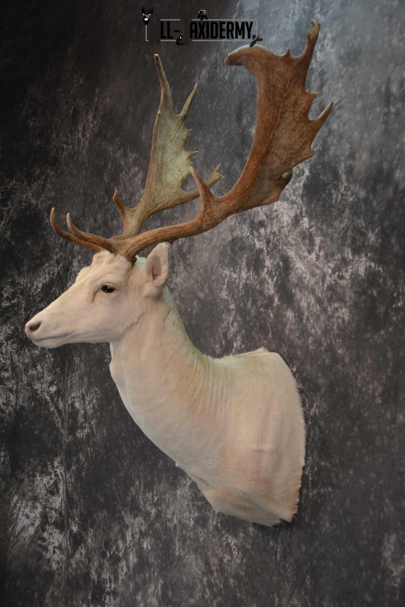 Blonde Fallow Deer taxidermy shoulder mount for sale SKU 1821 - Image 7