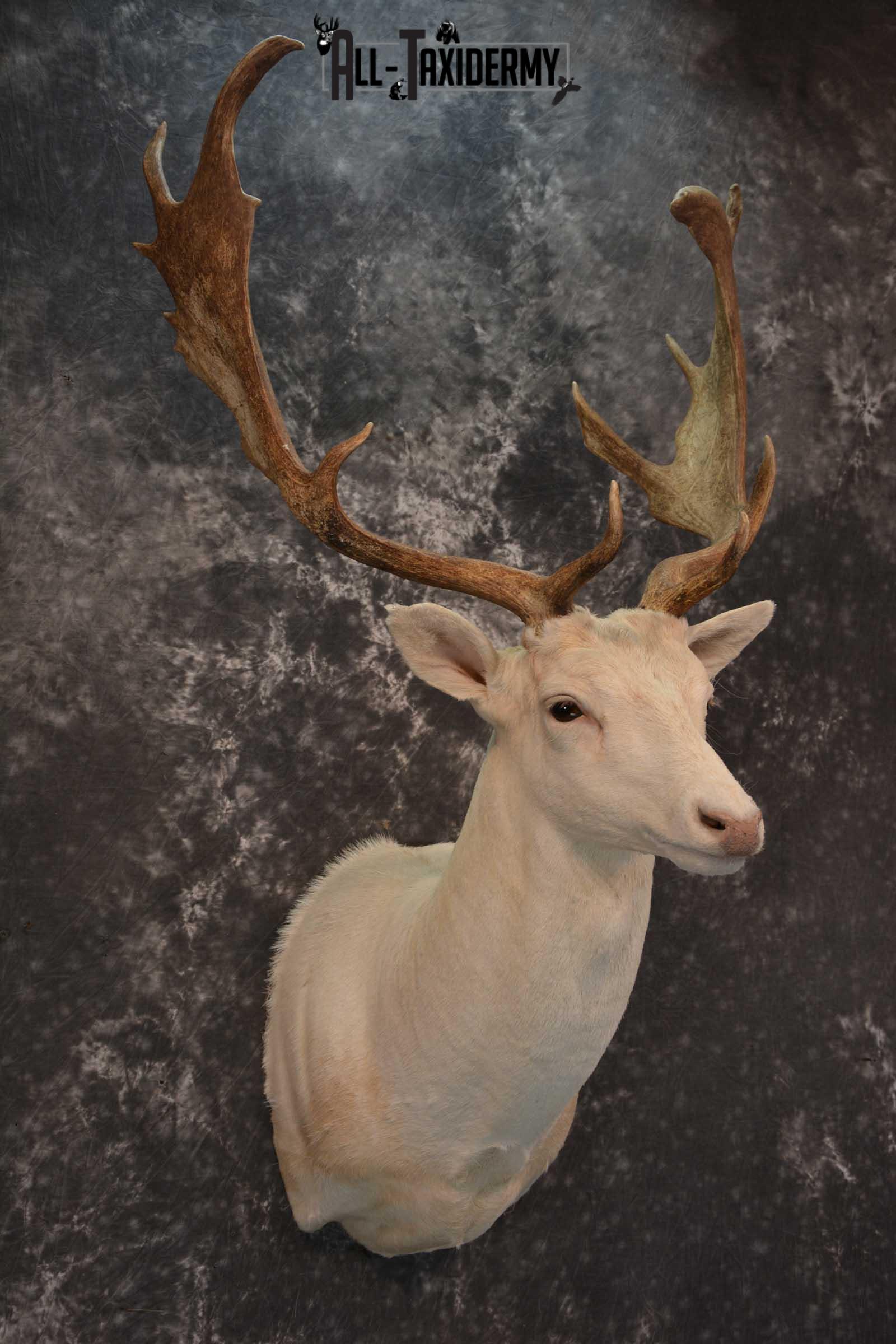 Blonde Fallow Deer taxidermy shoulder mount for sale SKU 1821 - Image 6