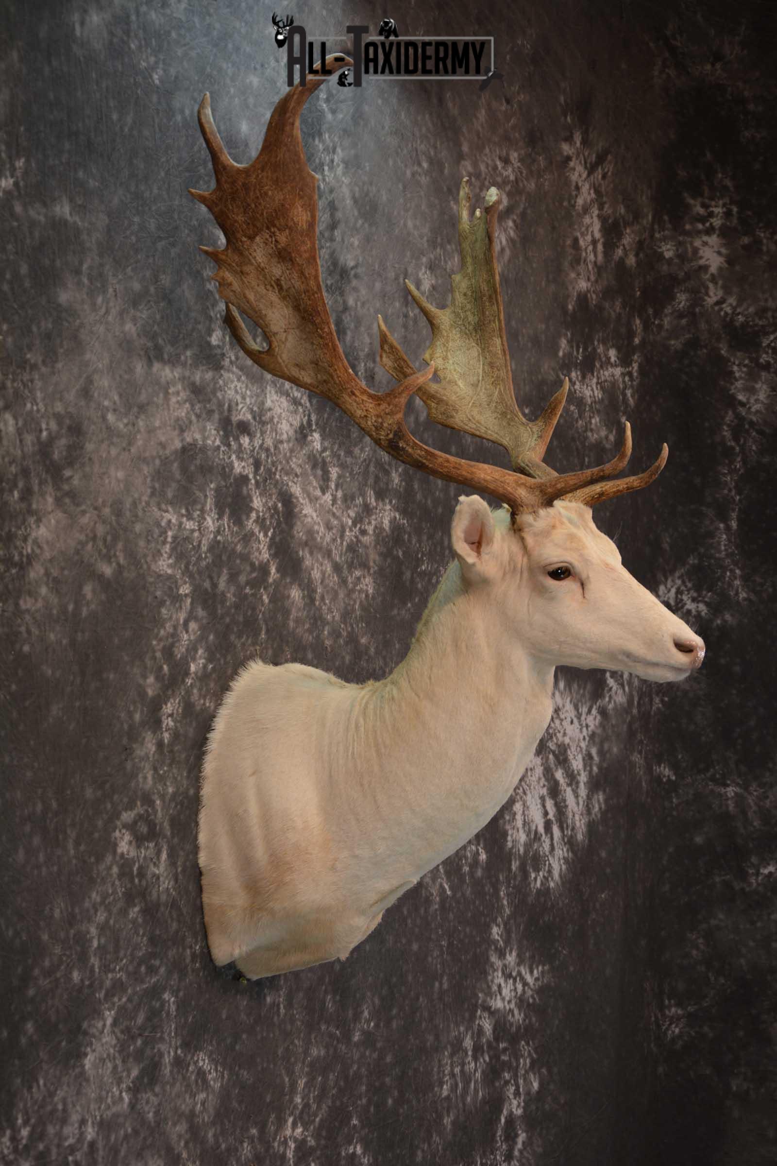 Blonde Fallow Deer taxidermy shoulder mount for sale SKU 1821 - Image 5