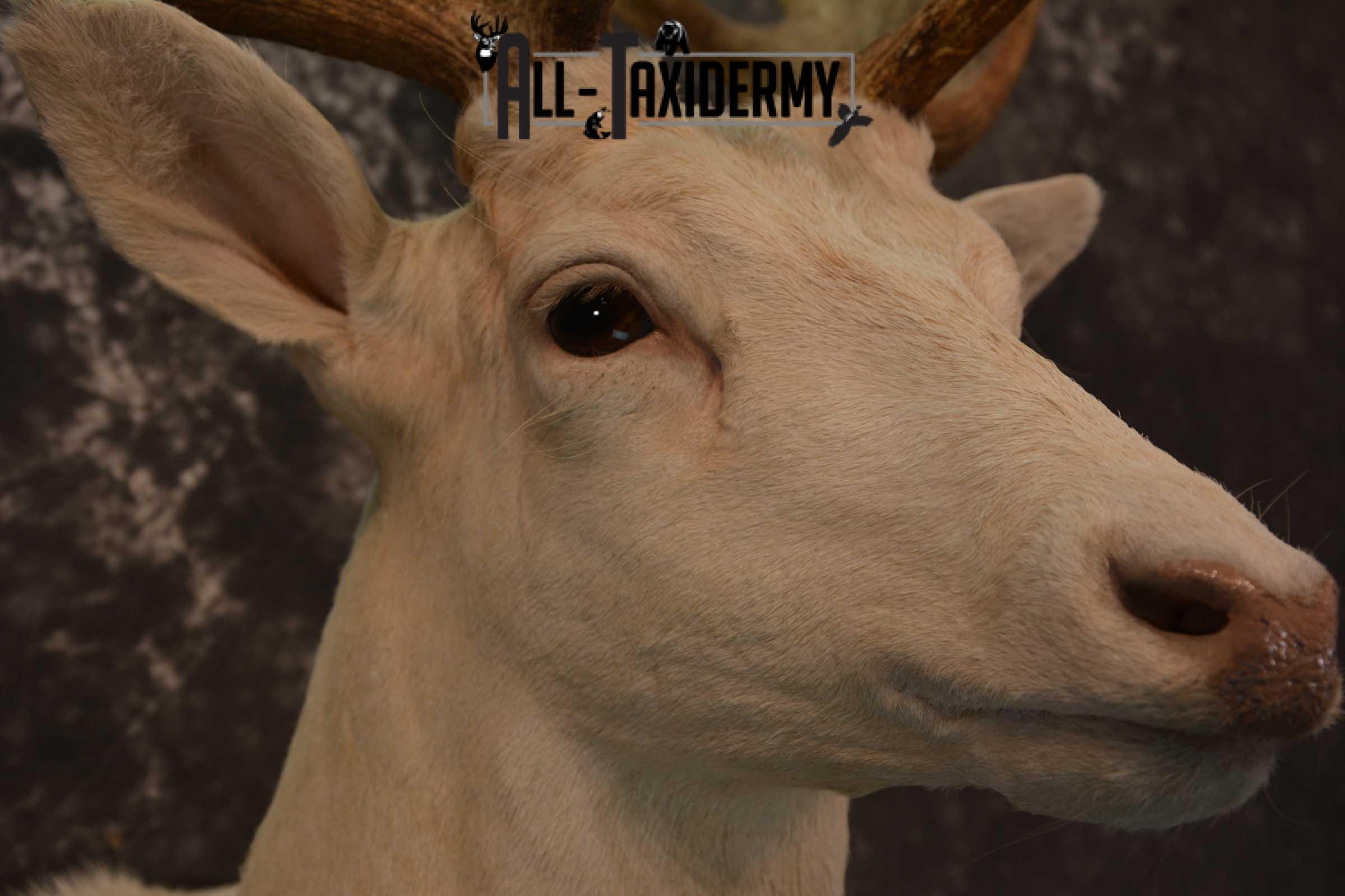 Blonde Fallow Deer taxidermy shoulder mount for sale SKU 1821 - Image 4