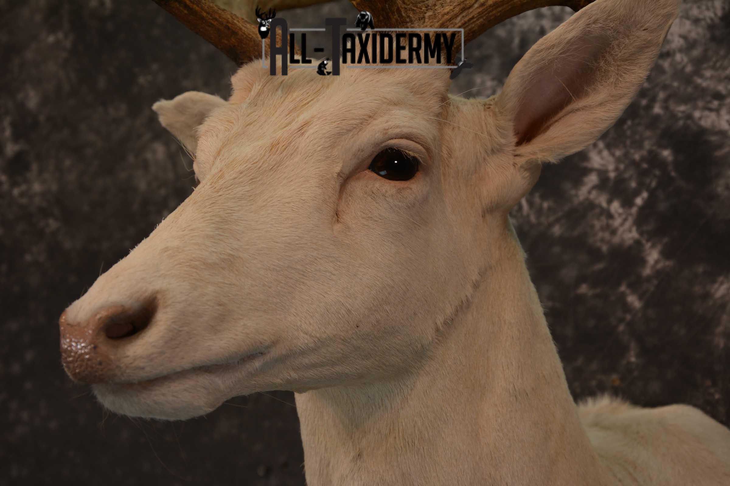 Blonde Fallow Deer taxidermy shoulder mount for sale SKU 1821 - Image 3