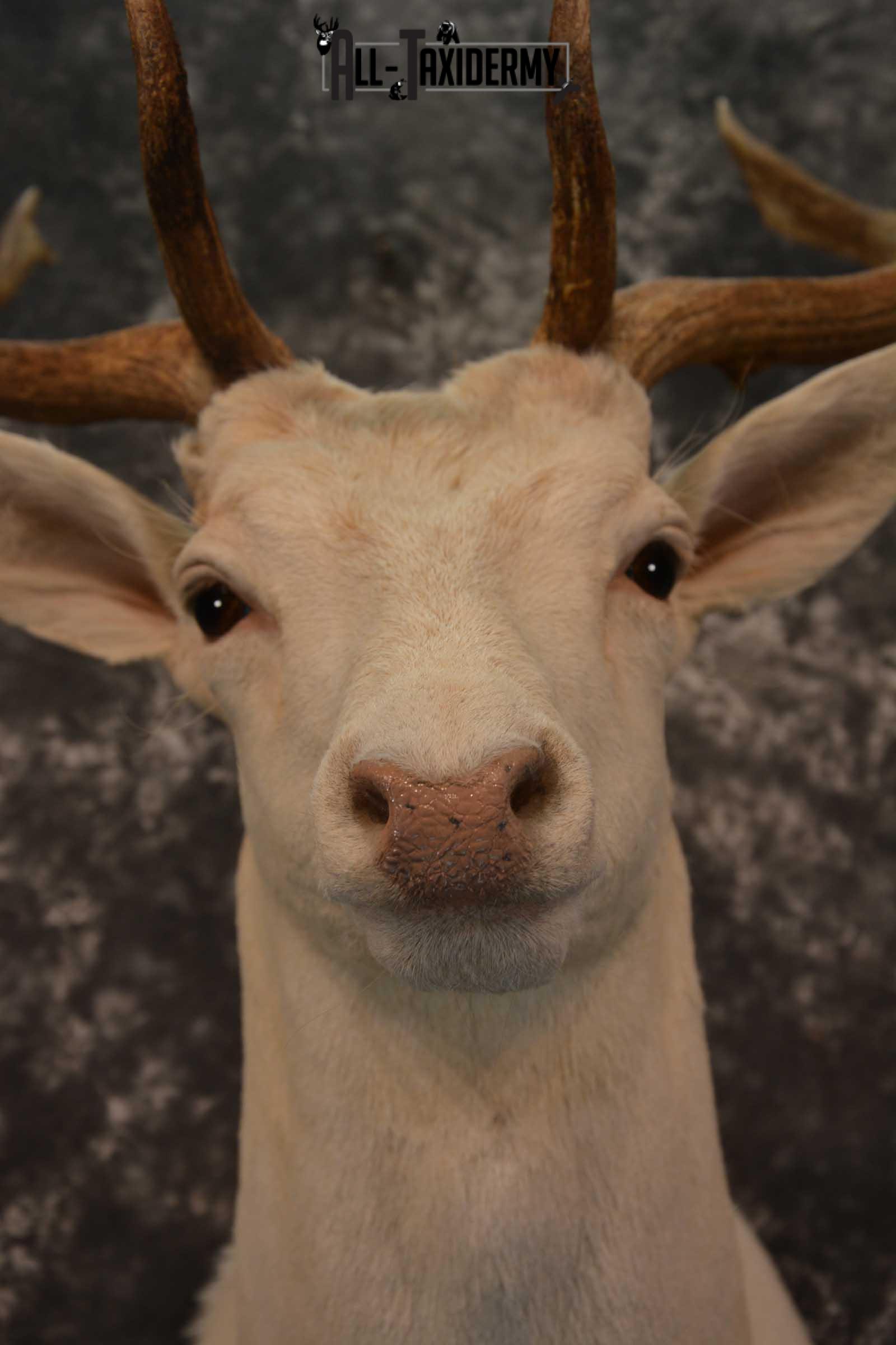 Blonde Fallow Deer taxidermy shoulder mount for sale SKU 1821 - Image 2