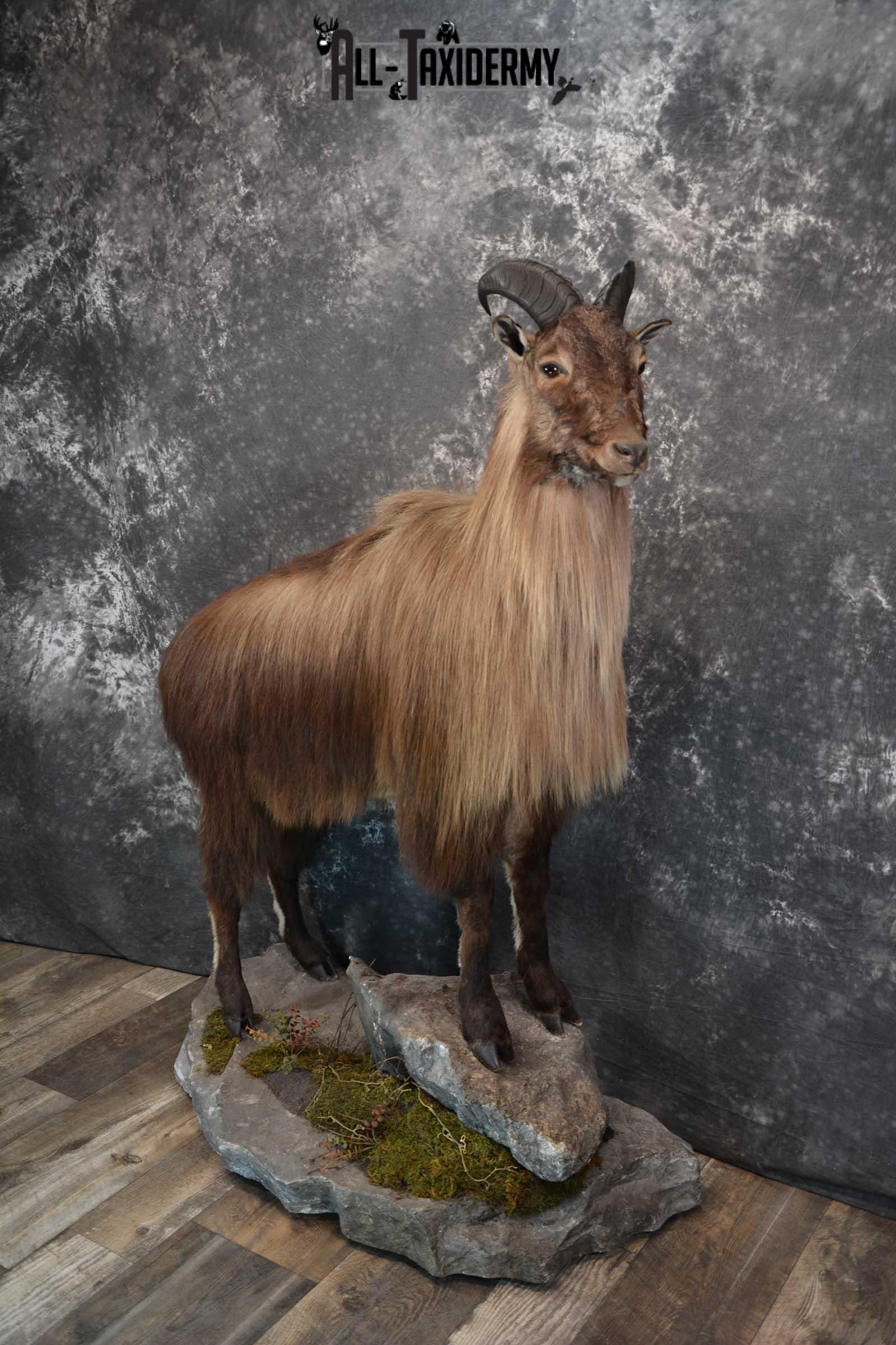 Himalayan Tahr Full Body taxidermy mount for sale SKU 1820 - Image 2