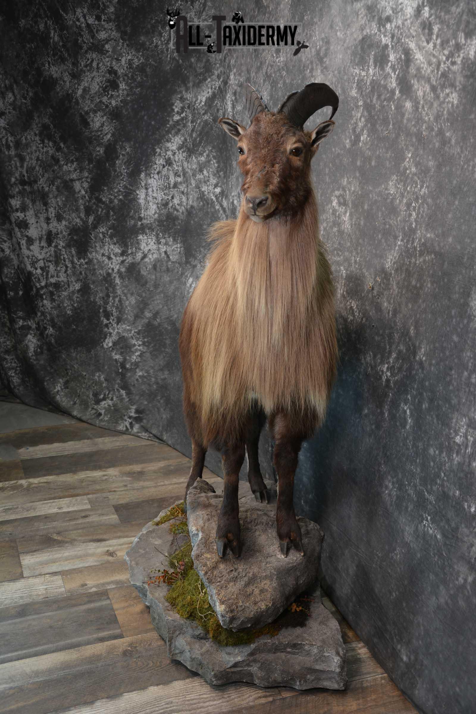 Himalayan Tahr Full Body taxidermy mount for sale SKU 1820 - Image 3