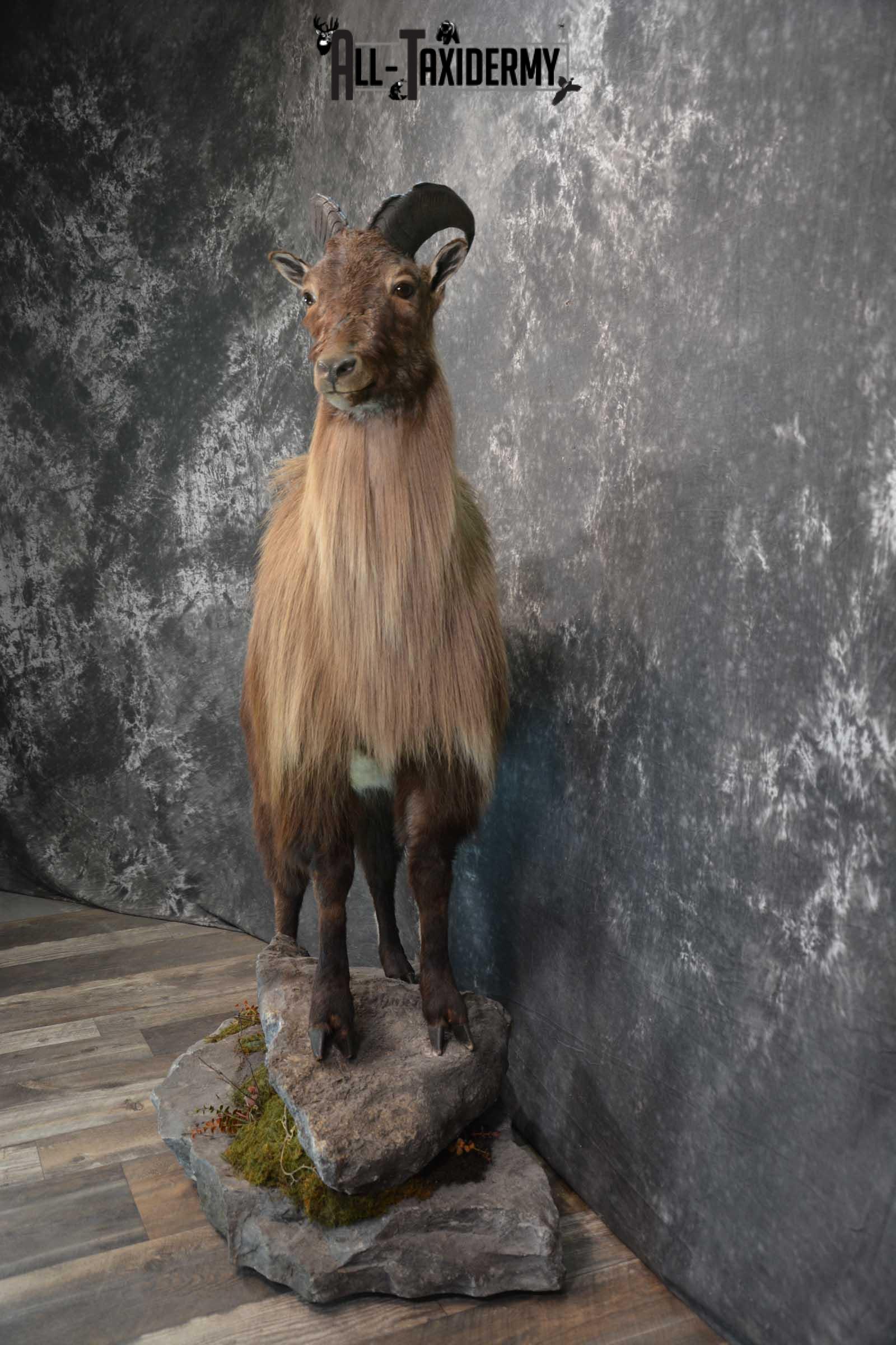Himalayan Tahr Full Body taxidermy mount for sale SKU 1820 - Image 4