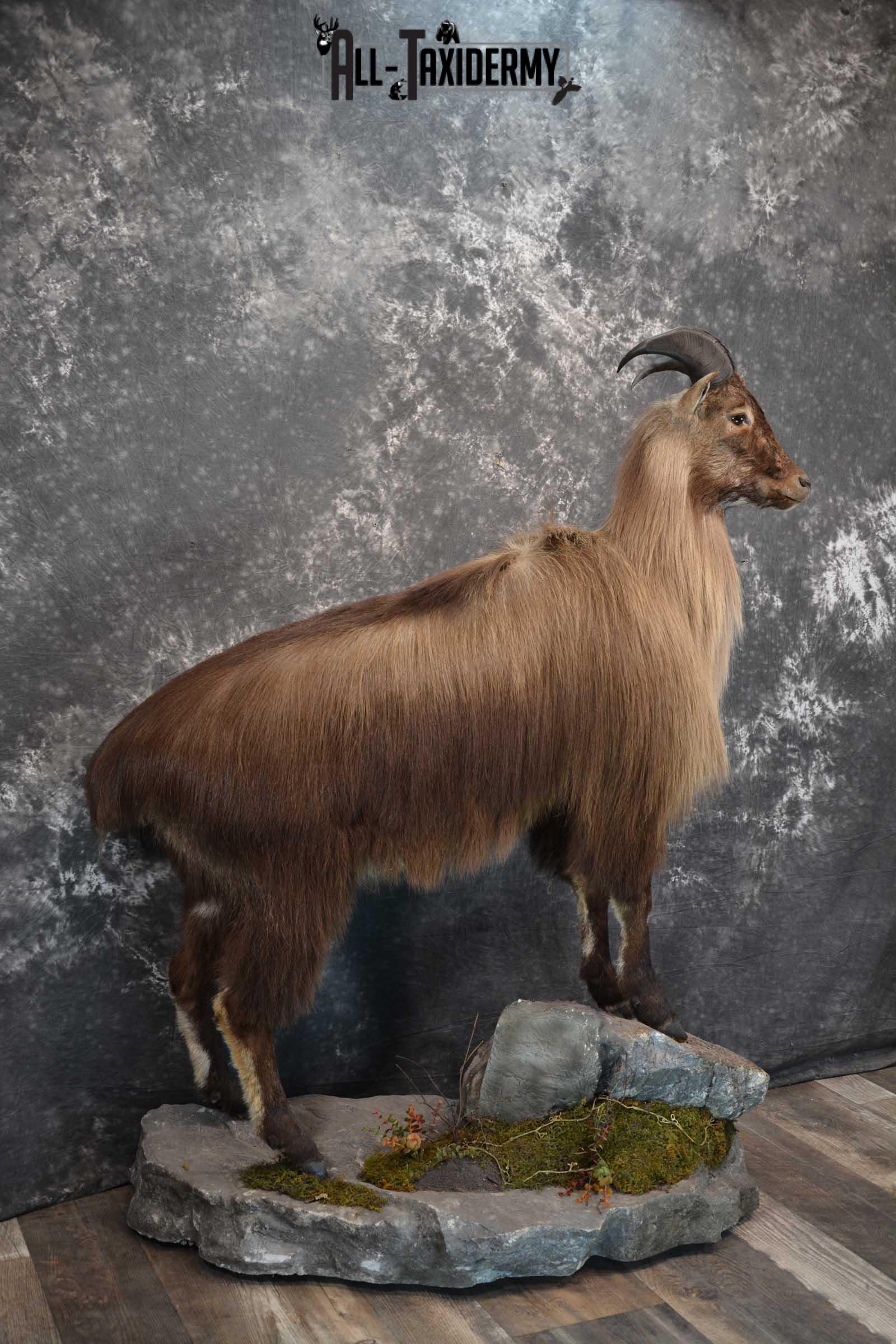 Himalayan Tahr Full Body taxidermy mount for sale SKU 1820 - Image 5