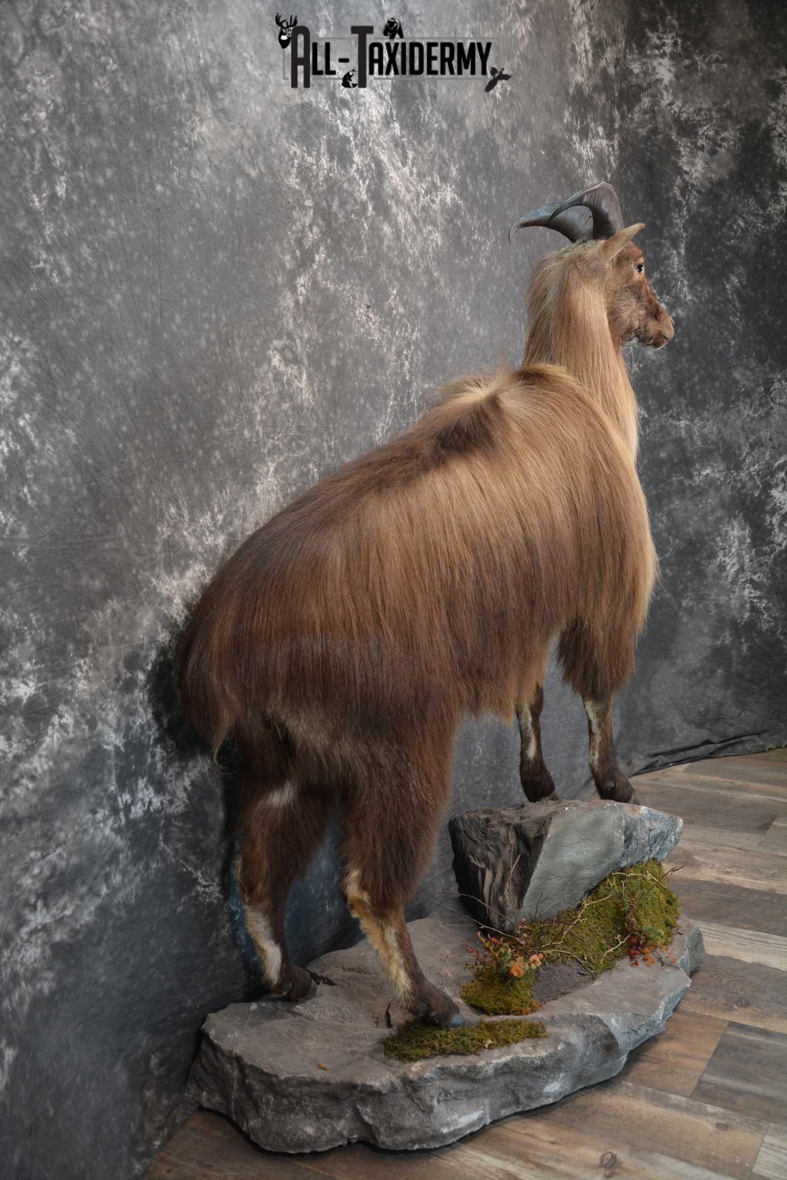 Himalayan Tahr Full Body taxidermy mount for sale SKU 1820 - Image 6