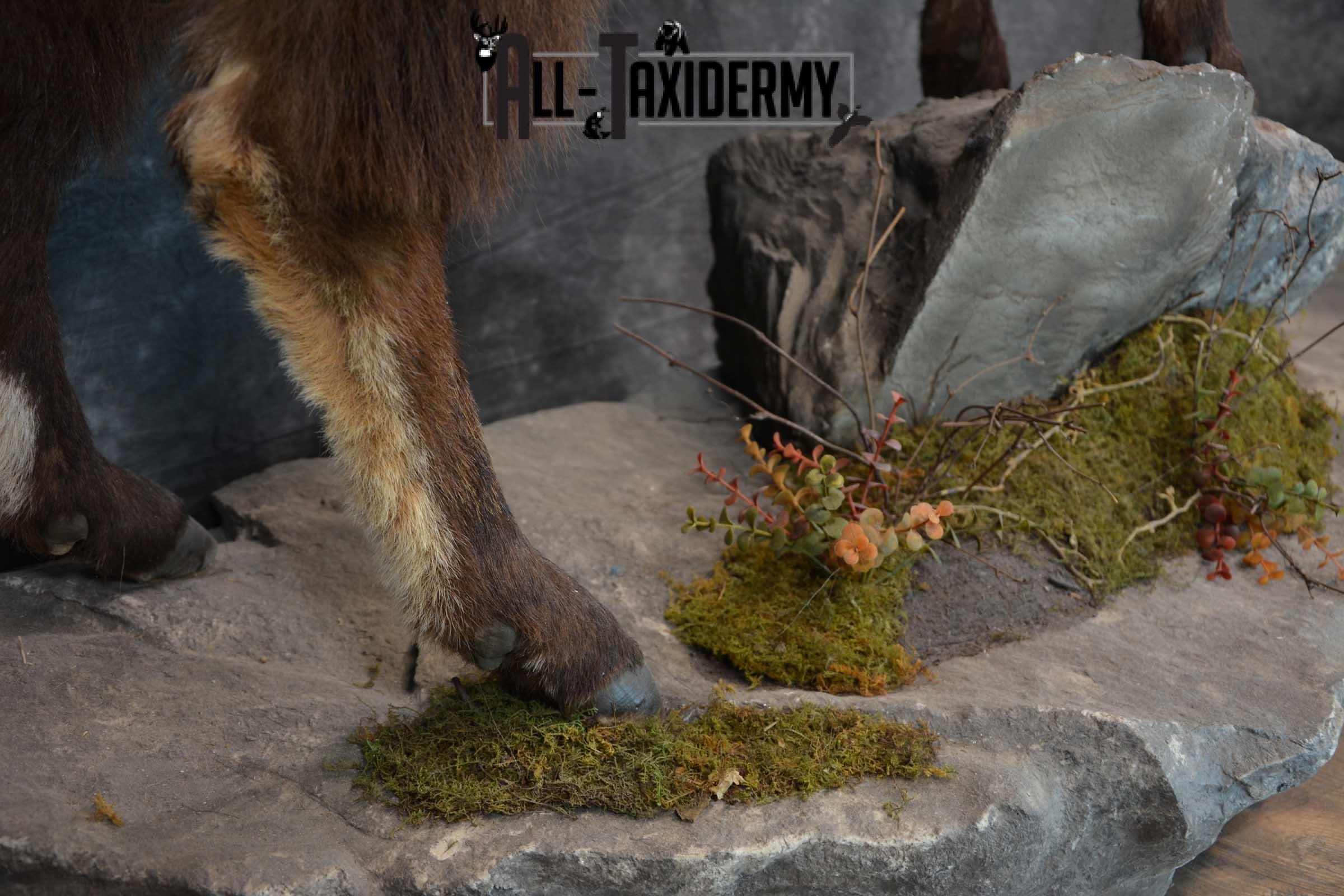 Himalayan Tahr Full Body taxidermy mount for sale SKU 1820 - Image 7