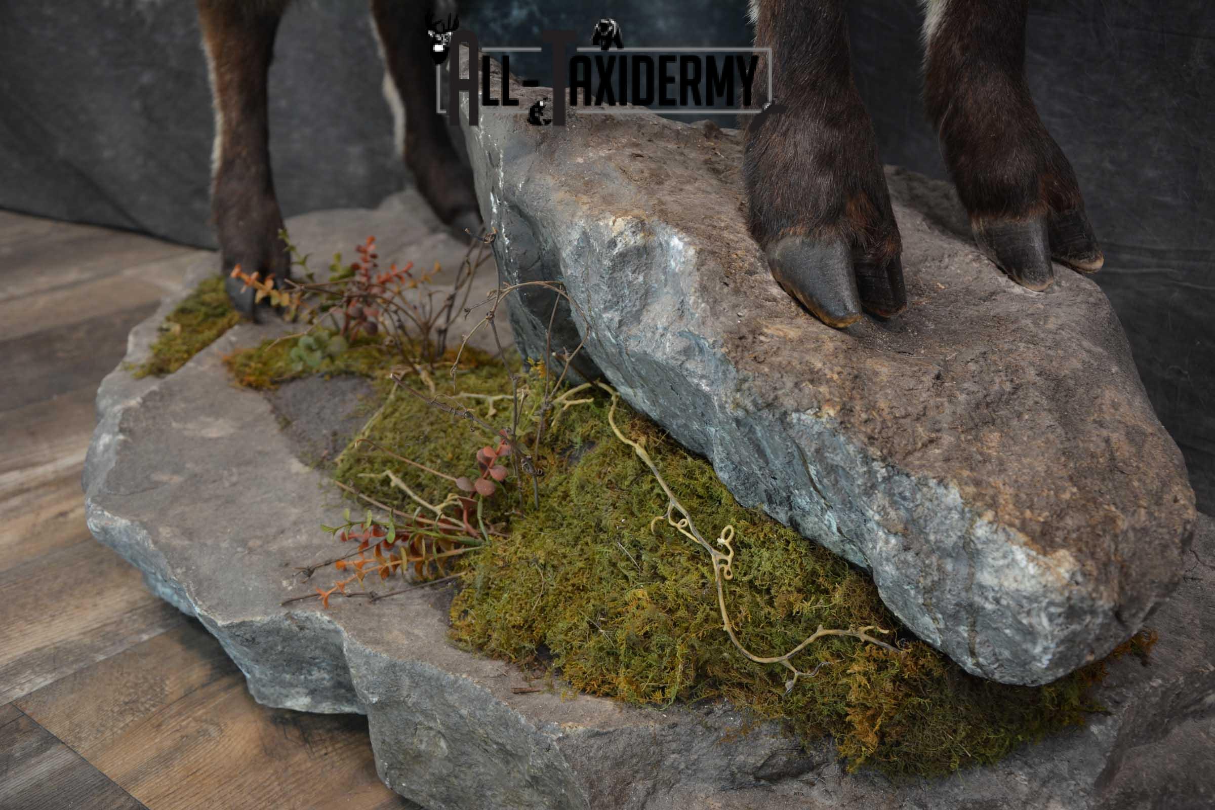 Himalayan Tahr Full Body taxidermy mount for sale SKU 1820 - Image 8