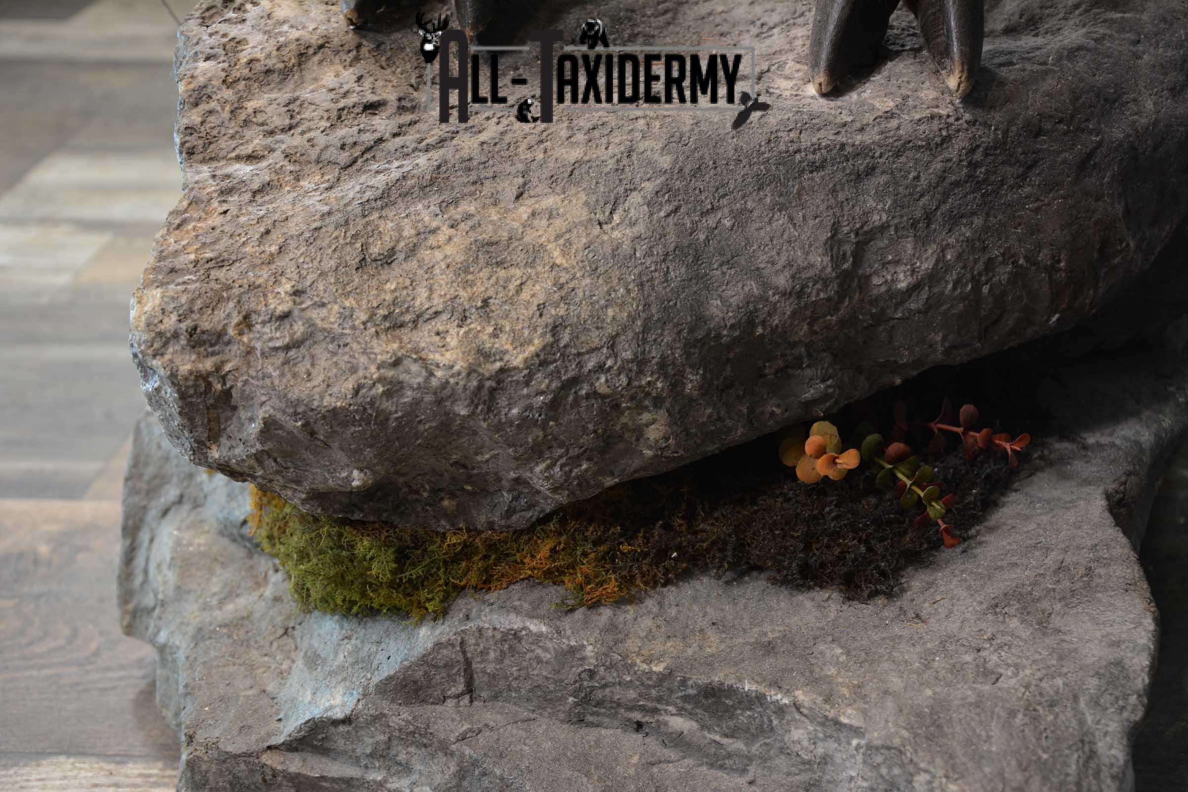 Himalayan Tahr Full Body taxidermy mount for sale SKU 1820 - Image 9