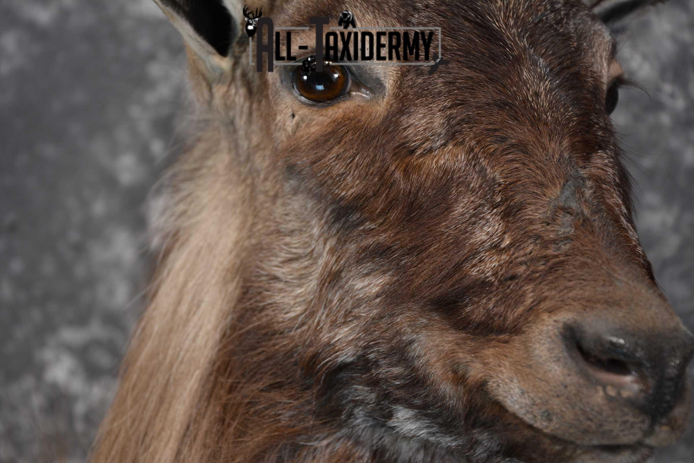 Himalayan Tahr Full Body taxidermy mount for sale SKU 1820 - Image 10