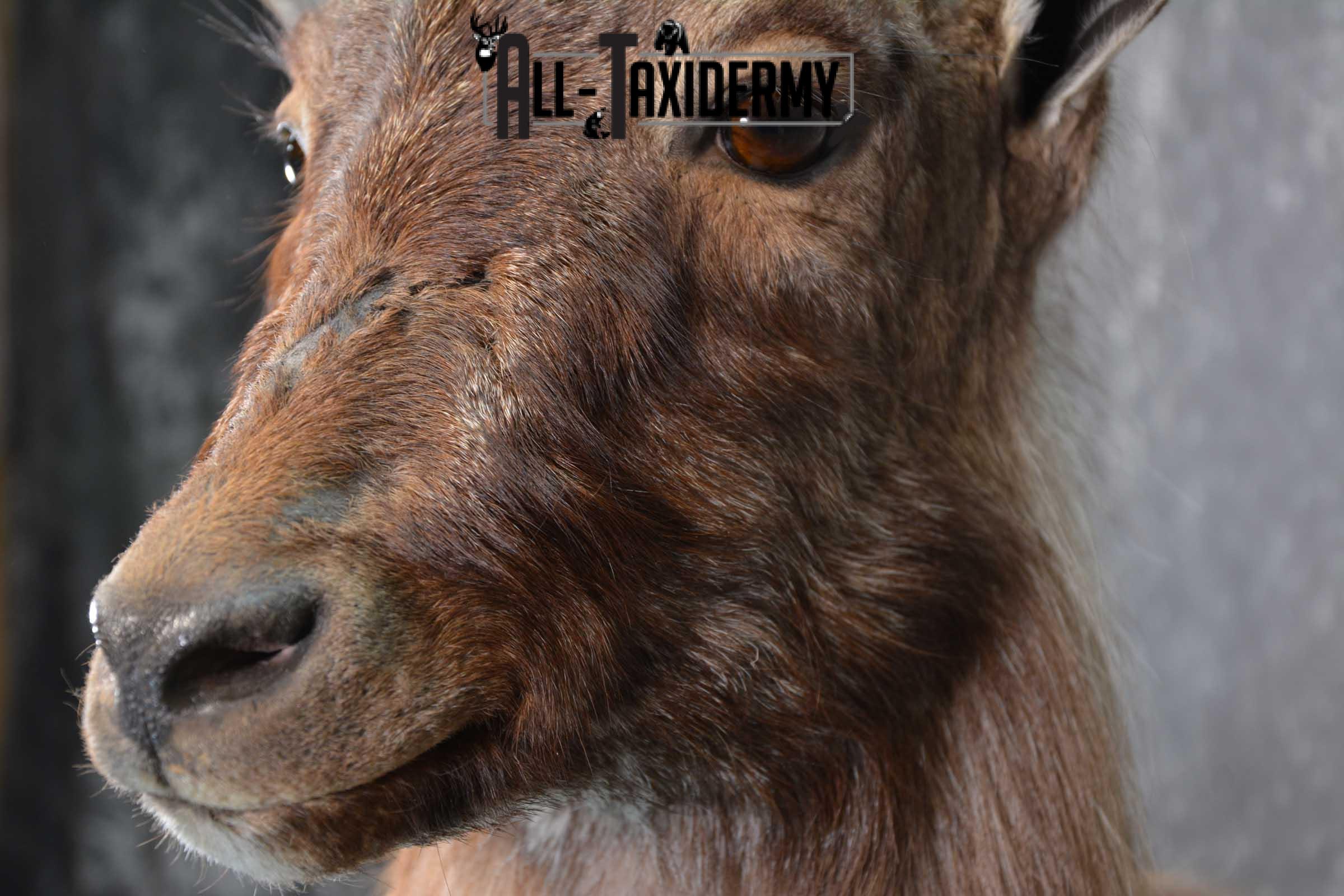 Himalayan Tahr Full Body taxidermy mount for sale SKU 1820 - Image 11