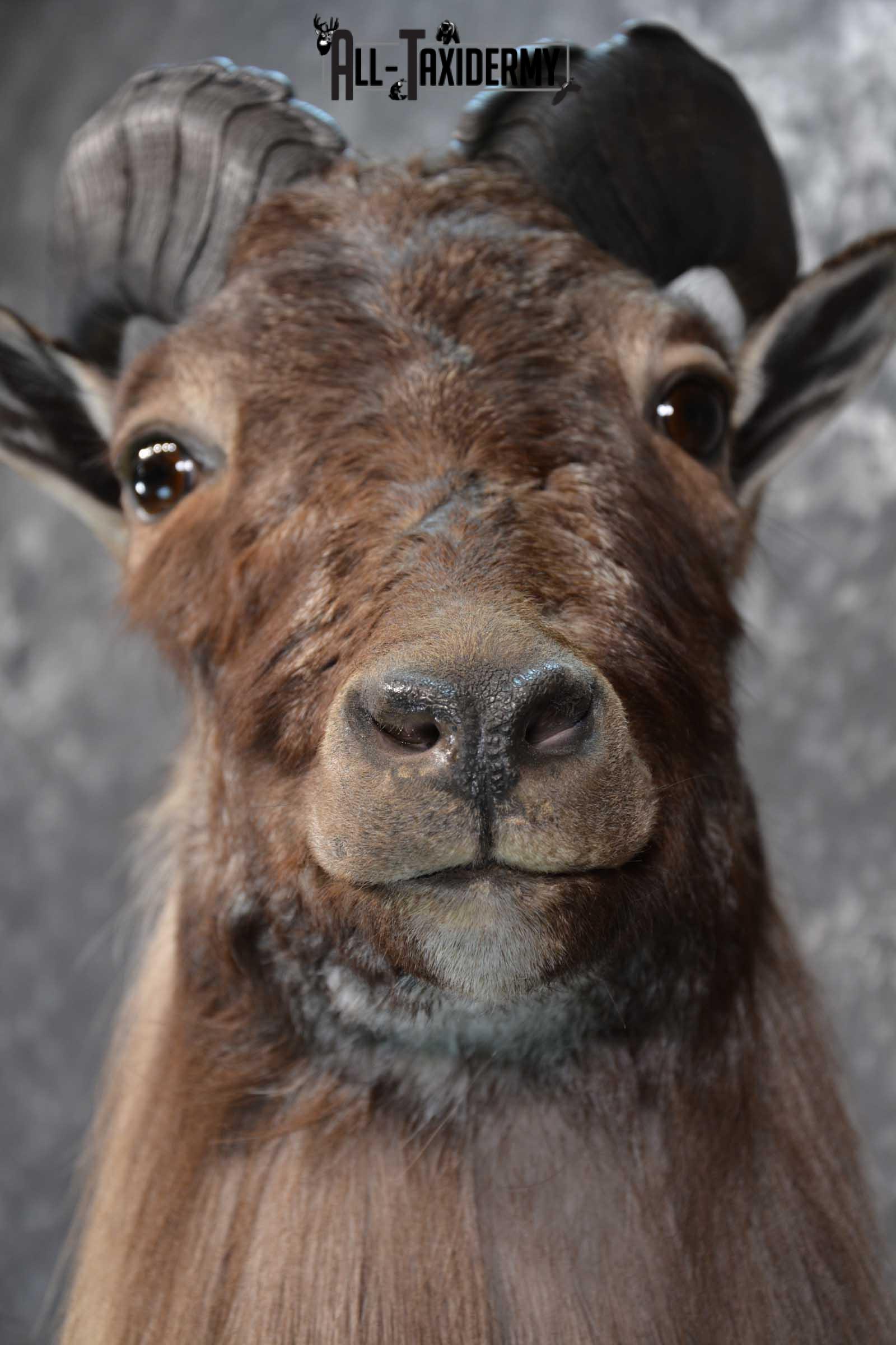 Himalayan Tahr Full Body taxidermy mount for sale SKU 1820 - Image 12