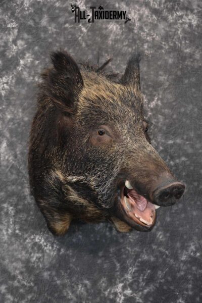 Multi Color Russian Taxidermy Boar Shoulder Mount for sale SKU 1813