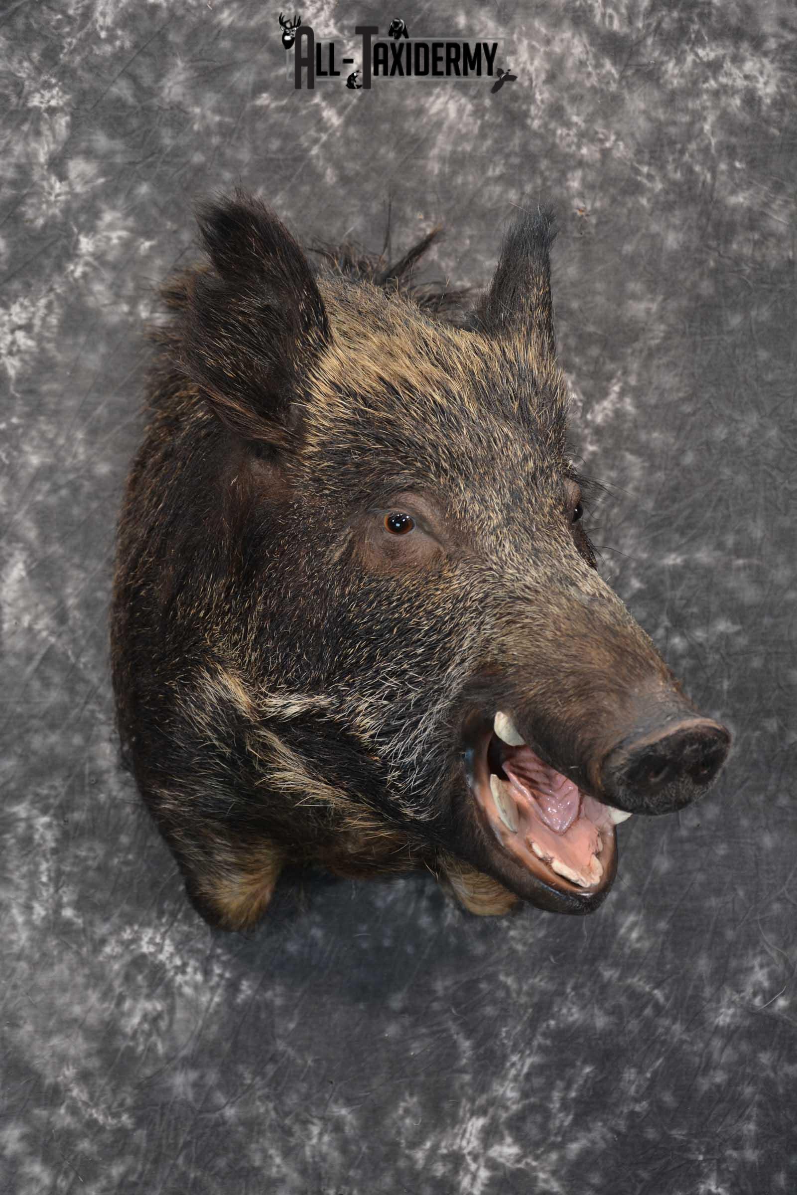 Multi Color Russian Taxidermy Boar Shoulder Mount for sale SKU 1813