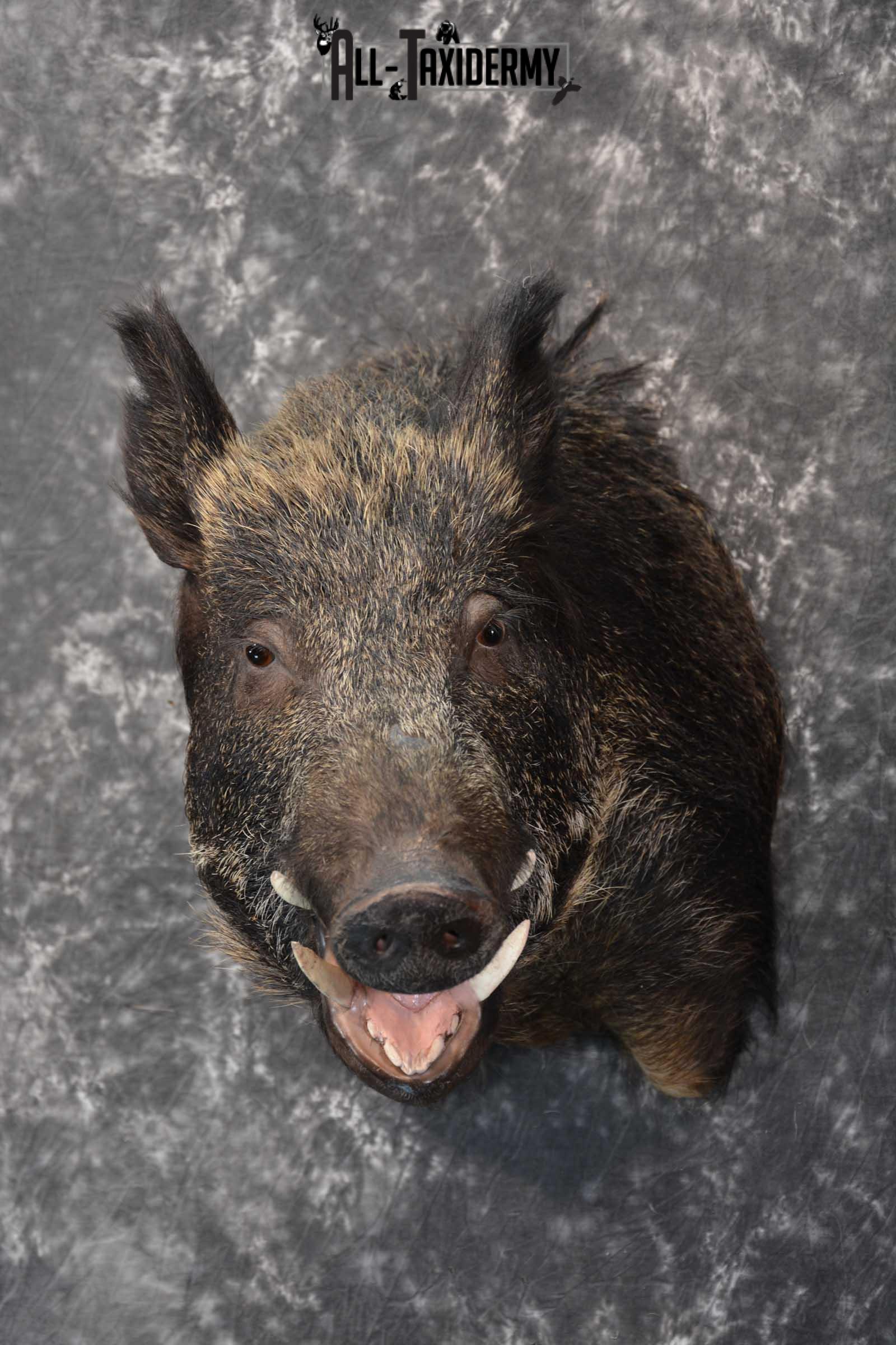 Multi Color Russian Taxidermy Boar Shoulder Mount for sale SKU 1813 - Image 7