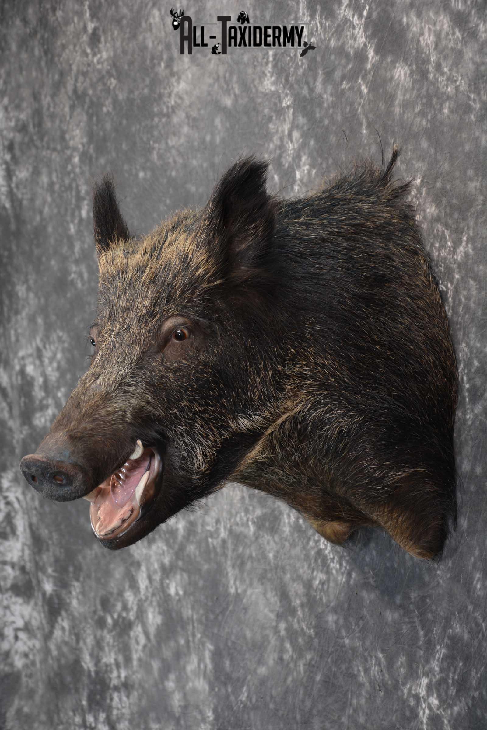 Multi Color Russian Taxidermy Boar Shoulder Mount for sale SKU 1813 - Image 6