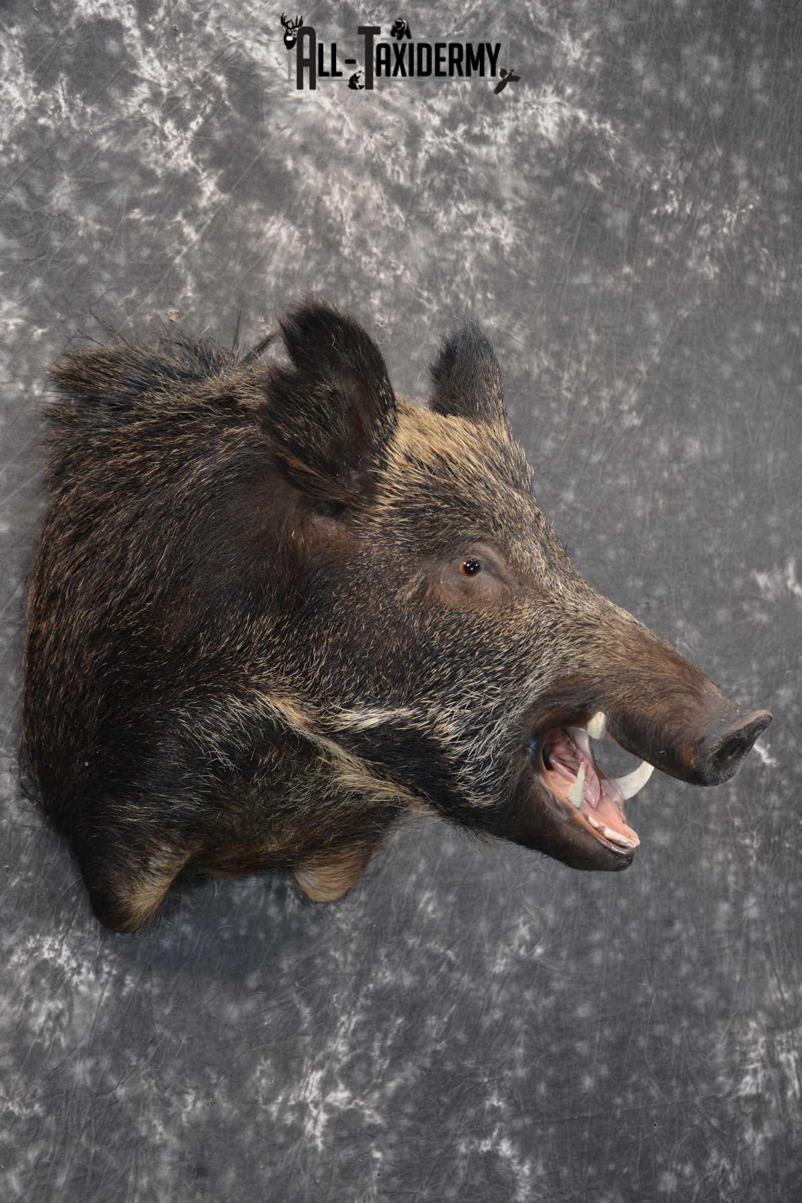 Multi Color Russian Taxidermy Boar Shoulder Mount for sale SKU 1813 - Image 5