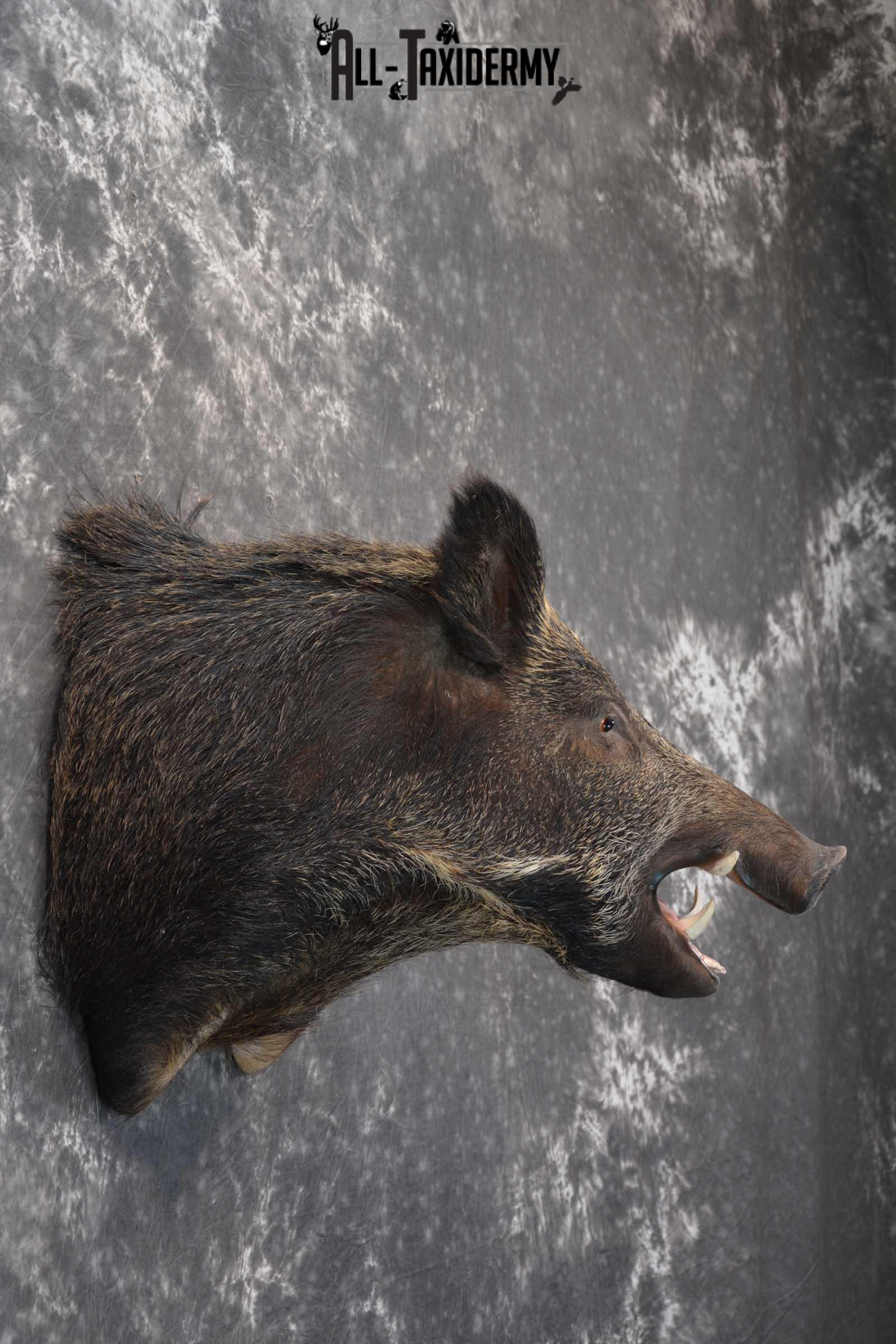 Multi Color Russian Taxidermy Boar Shoulder Mount for sale SKU 1813 - Image 4