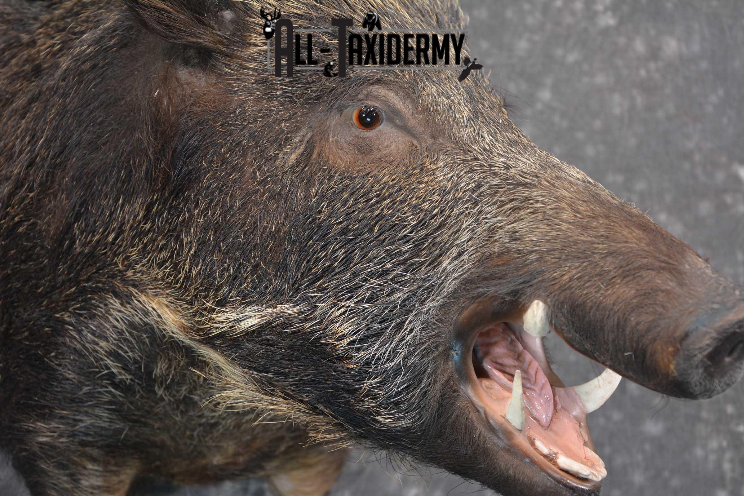 Multi Color Russian Taxidermy Boar Shoulder Mount for sale SKU 1813 - Image 3