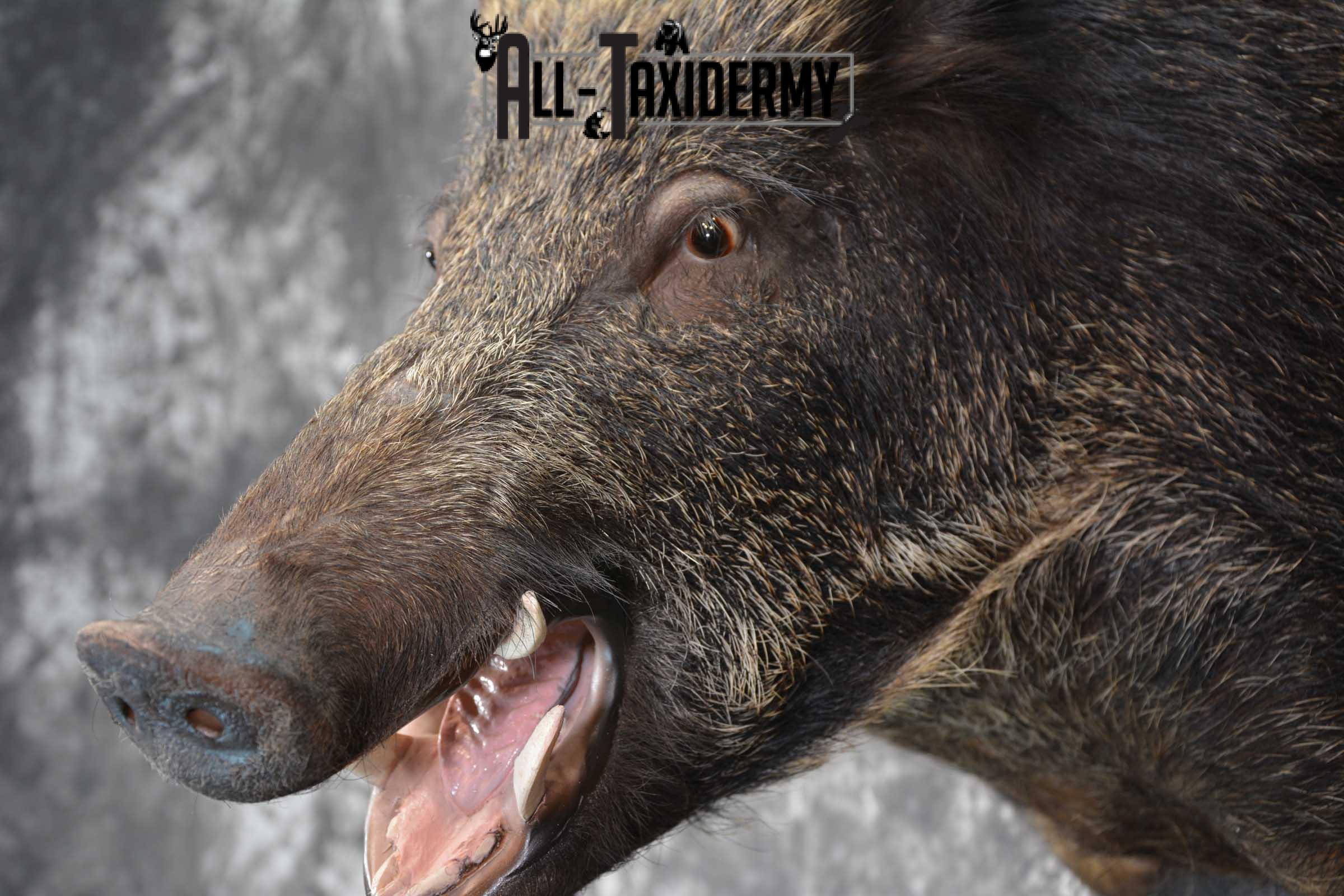 Multi Color Russian Taxidermy Boar Shoulder Mount for sale SKU 1813 - Image 2