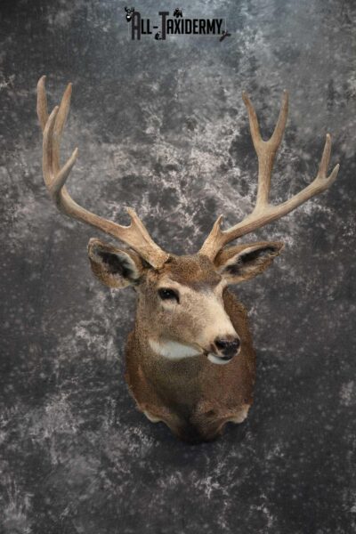 Mule Deer Taxidermy Shoulder Mount for sale SKU 1814