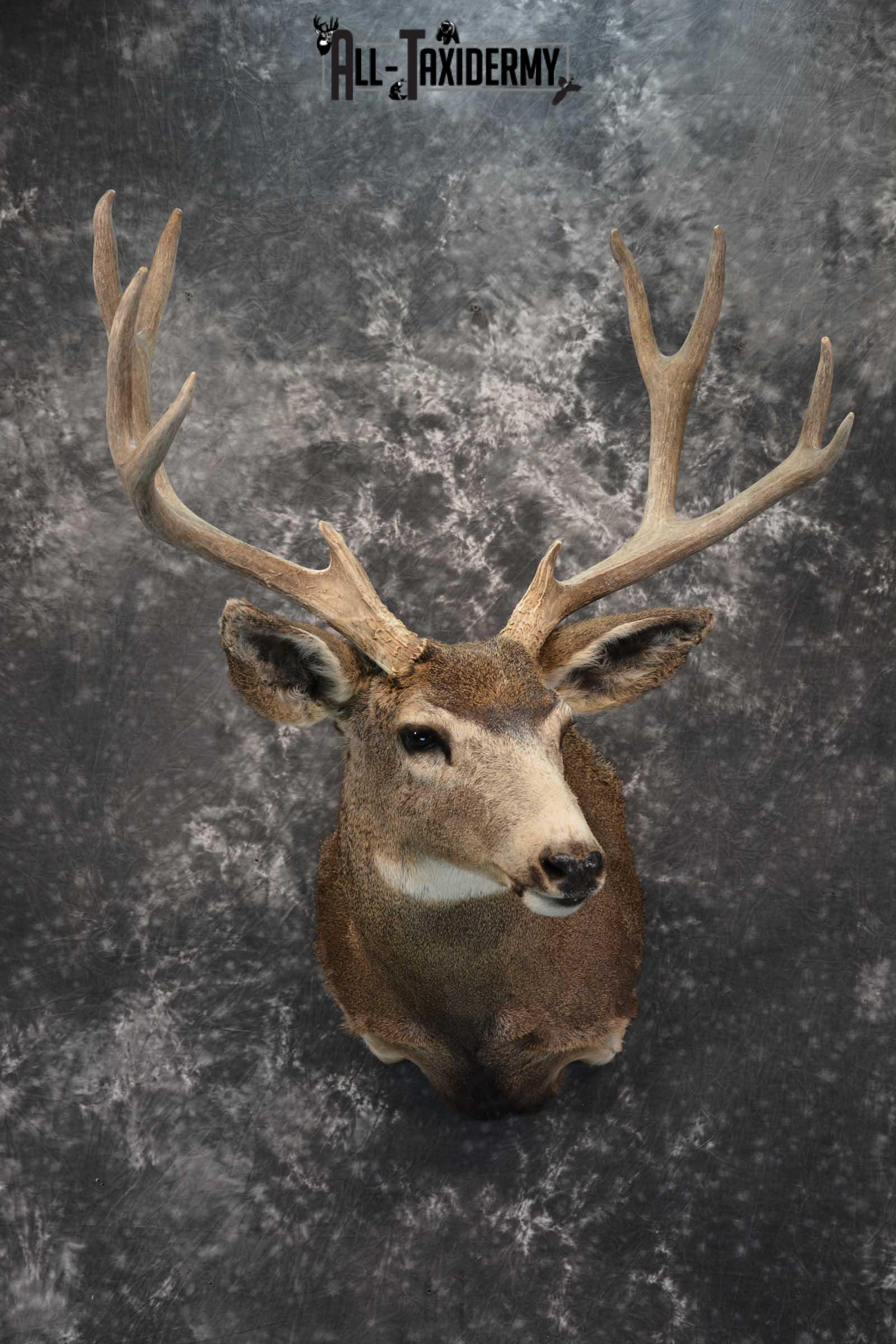 Mule Deer Taxidermy Shoulder Mount for sale SKU 1814