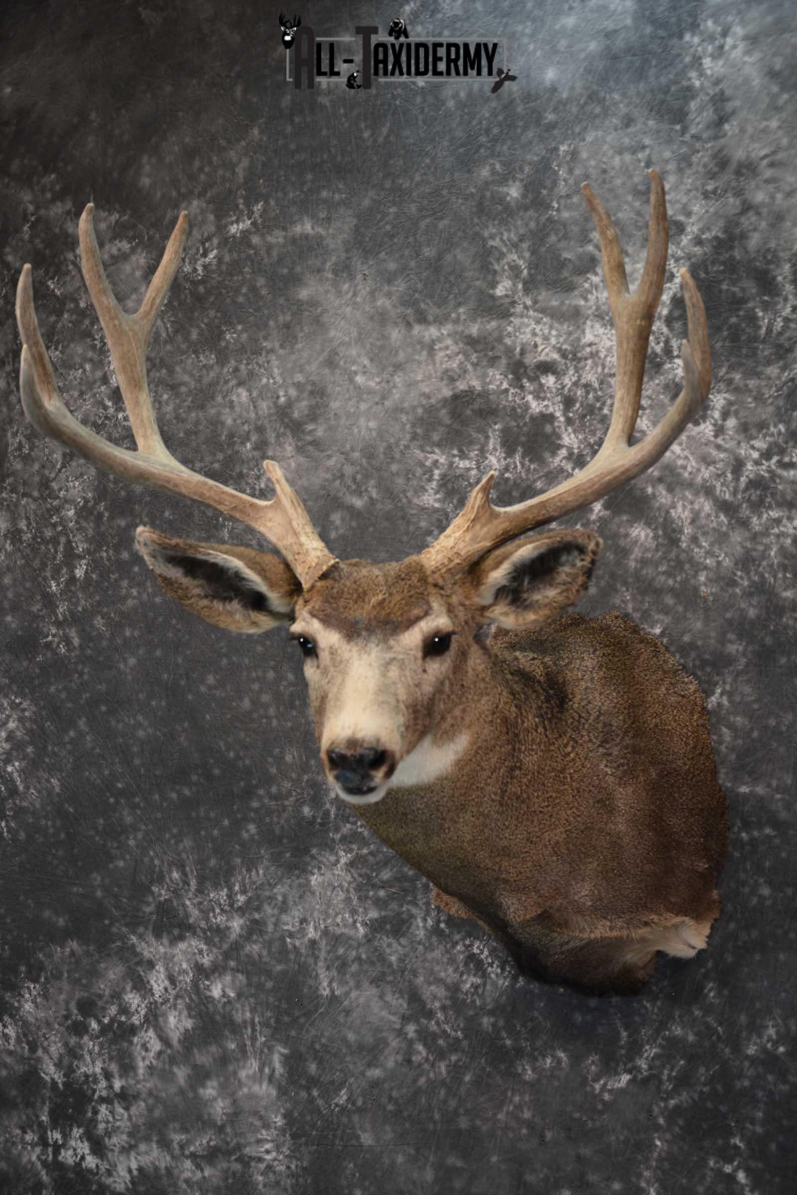 Mule Deer Taxidermy Shoulder Mount for sale SKU 1814 - Image 8