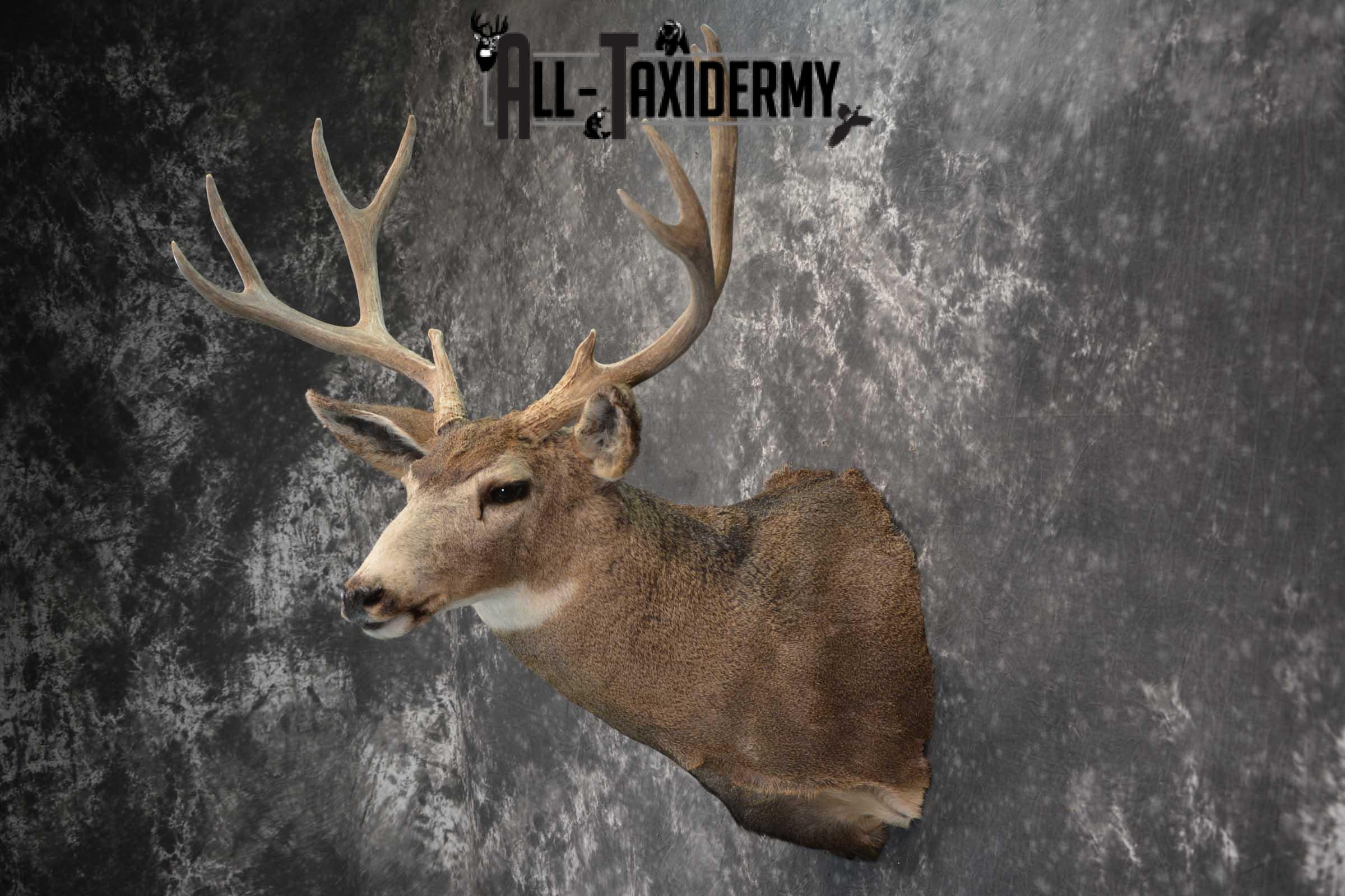 Mule Deer Taxidermy Shoulder Mount for sale SKU 1814 - Image 7
