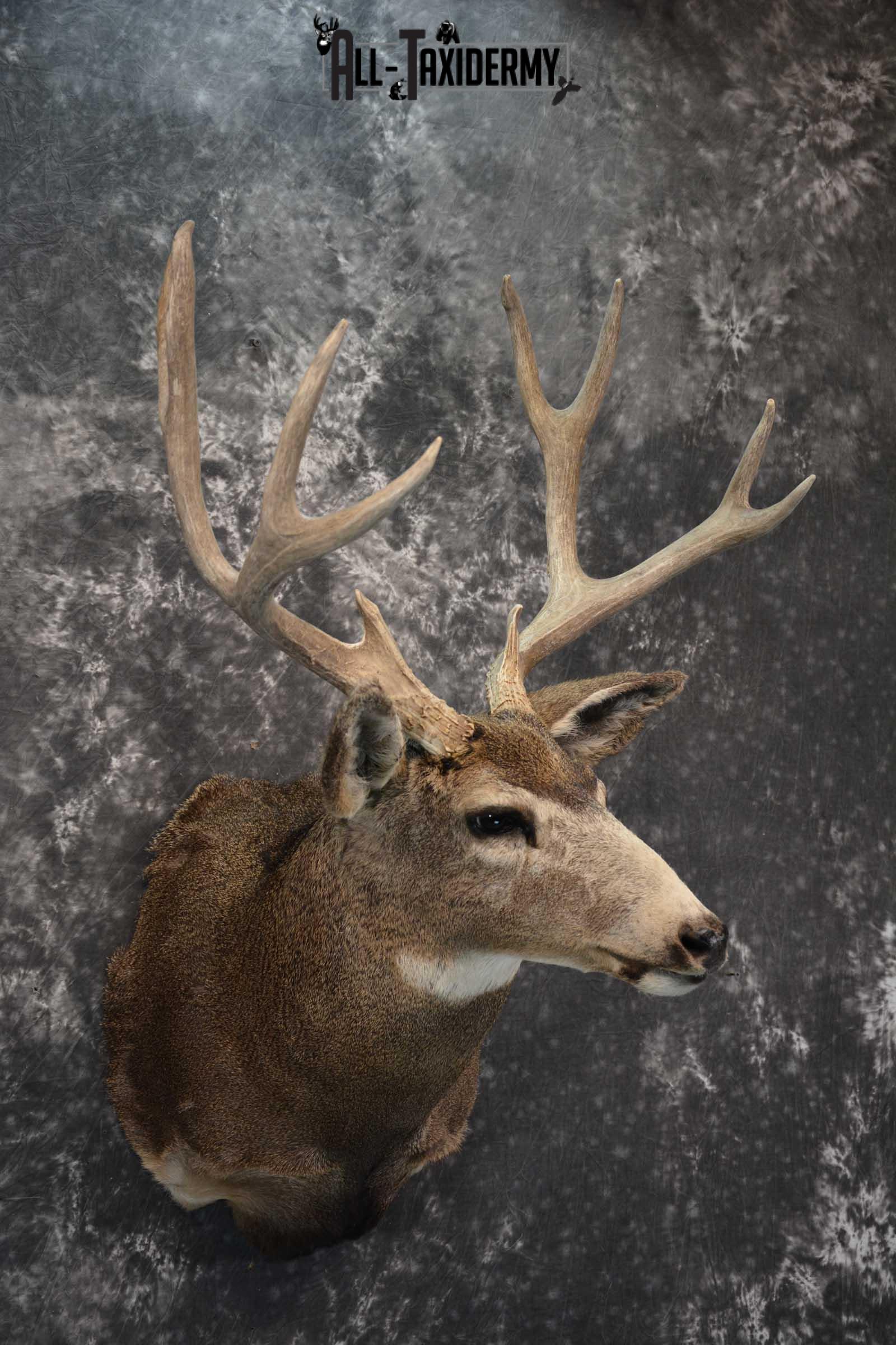 Mule Deer Taxidermy Shoulder Mount for sale SKU 1814 - Image 6