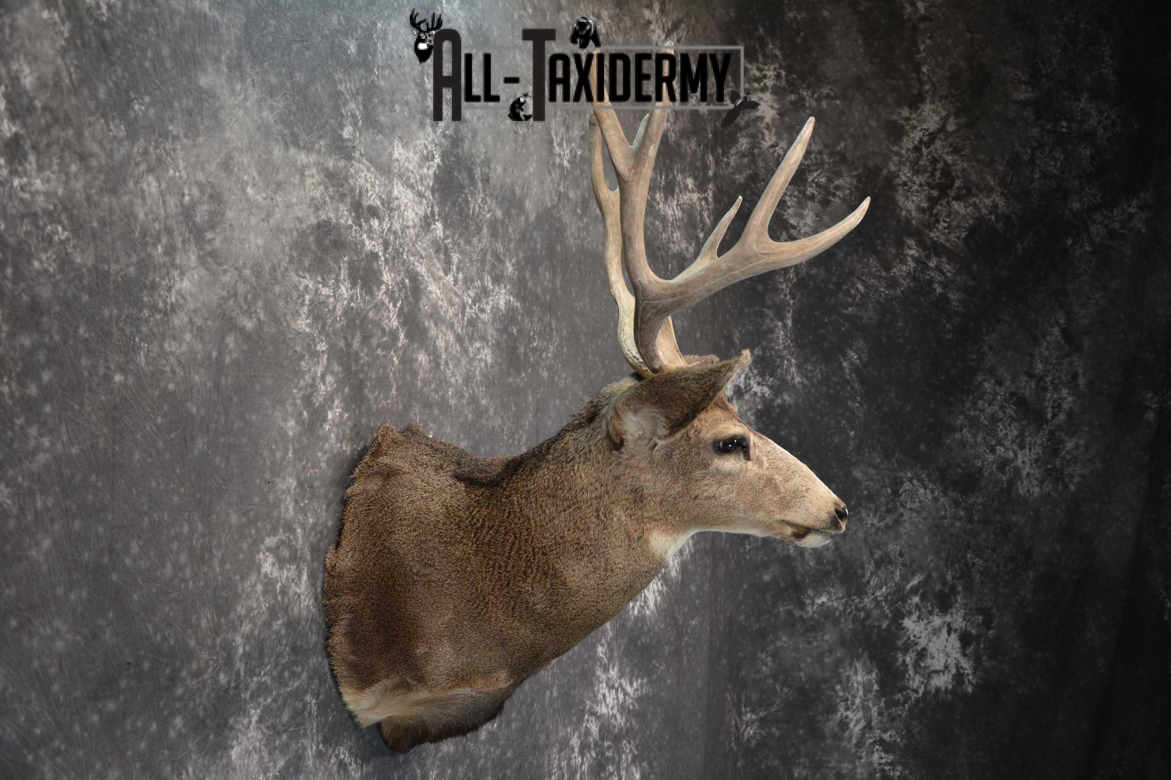 Mule Deer Taxidermy Shoulder Mount for sale SKU 1814 - Image 5
