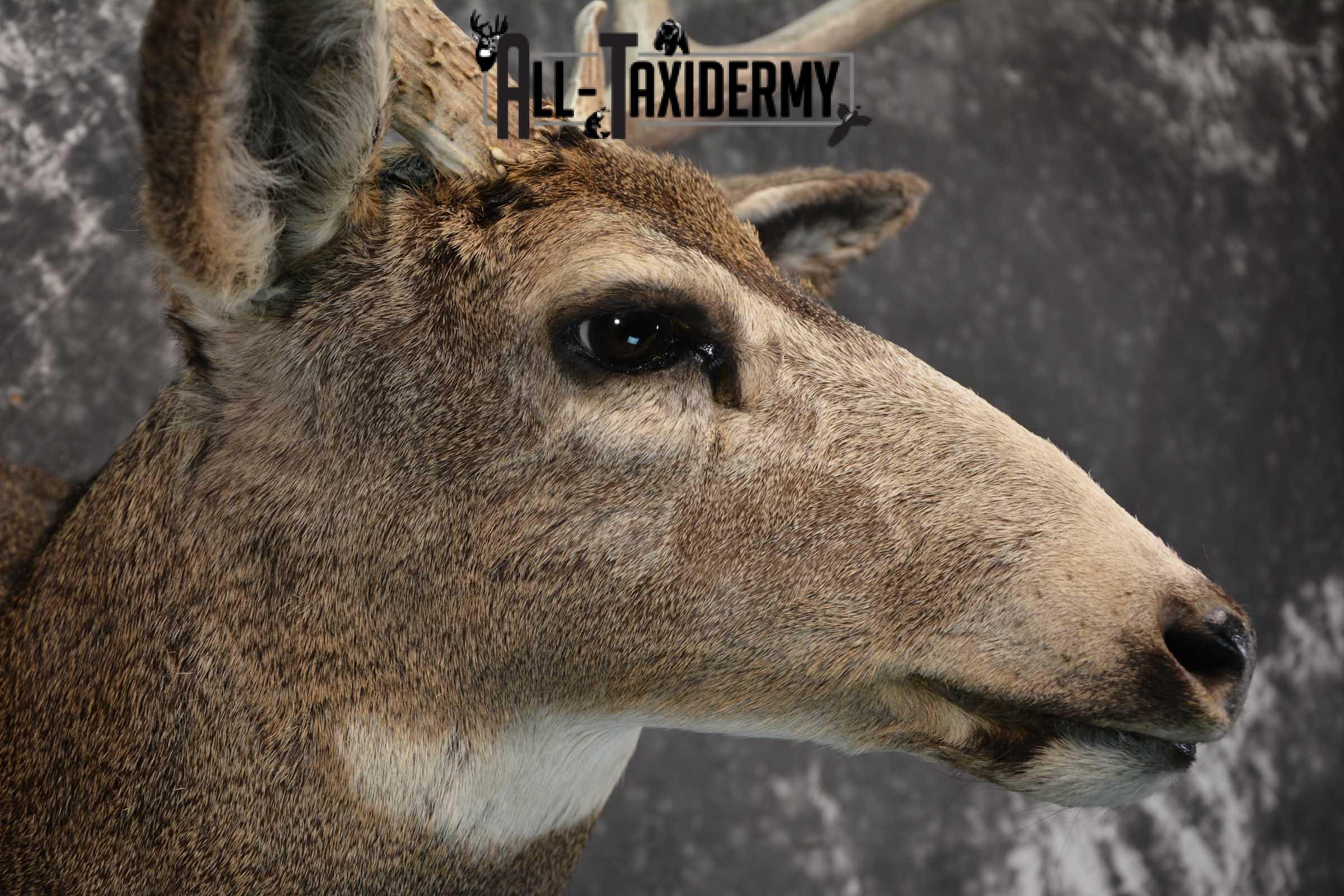 Mule Deer Taxidermy Shoulder Mount for sale SKU 1814 - Image 4