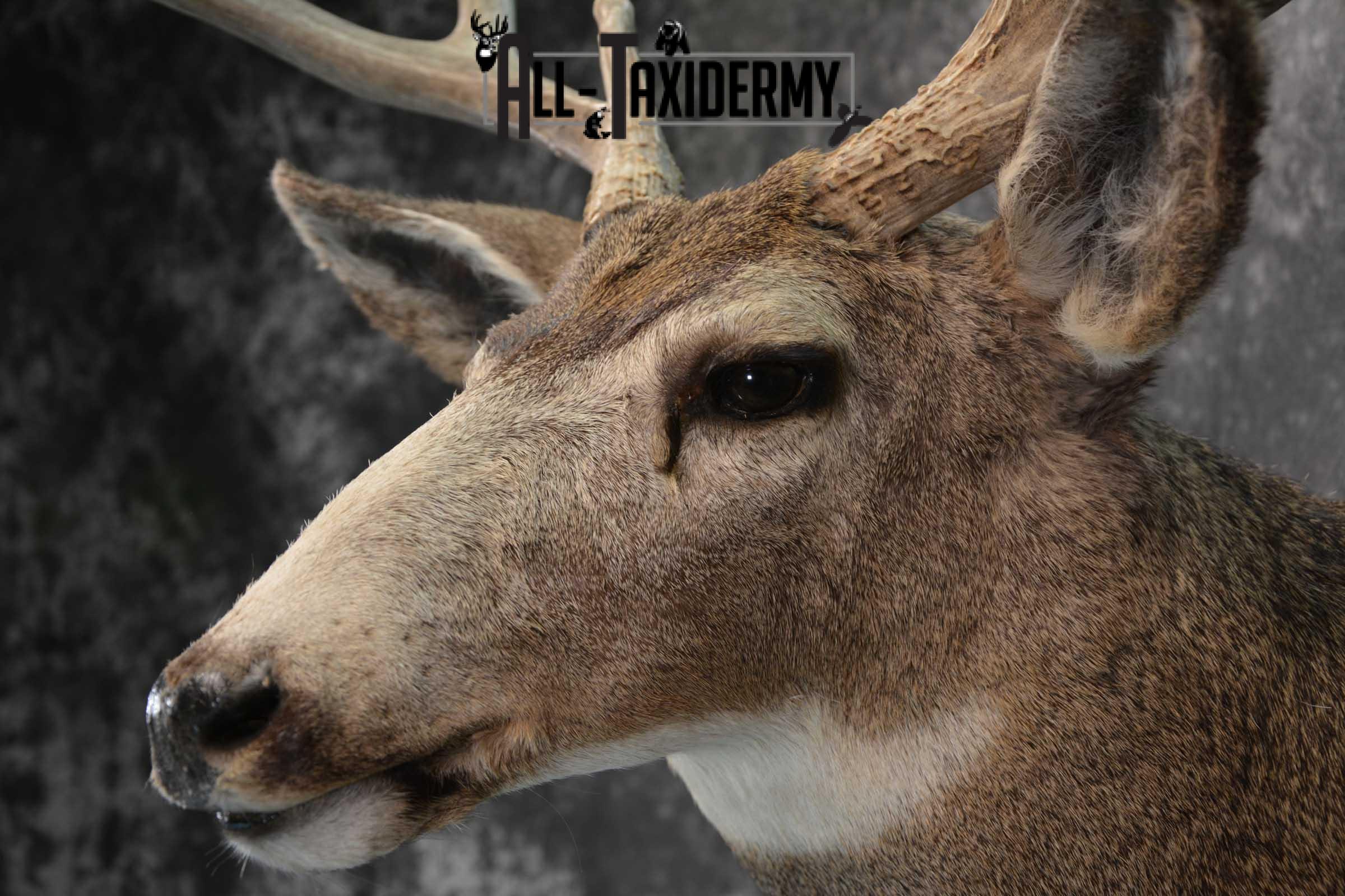 Mule Deer Taxidermy Shoulder Mount for sale SKU 1814 - Image 3