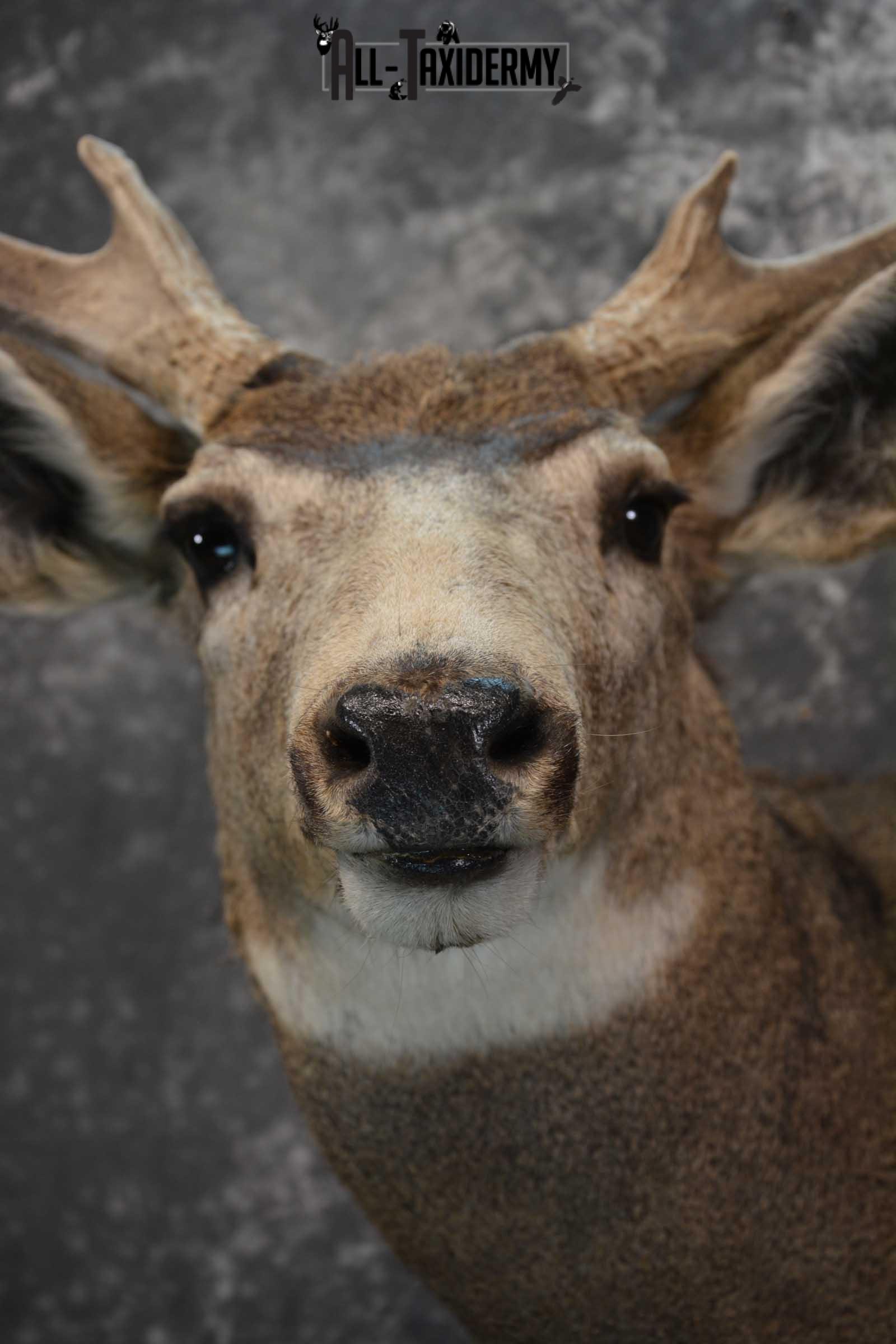 Mule Deer Taxidermy Shoulder Mount for sale SKU 1814 - Image 2