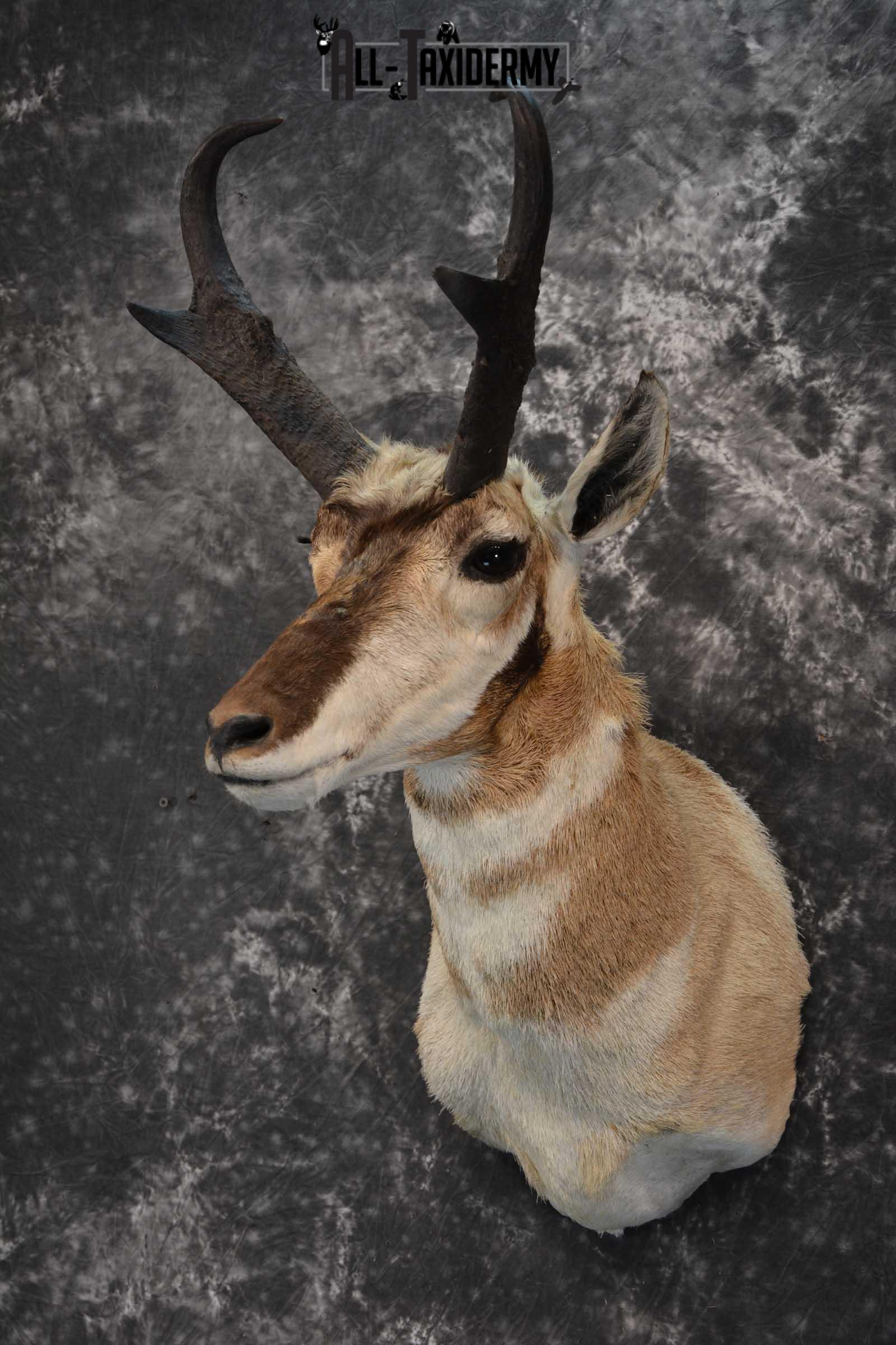 Pronghorn Shoulder taxidermy mount for sale SKU 1819 - Image 8