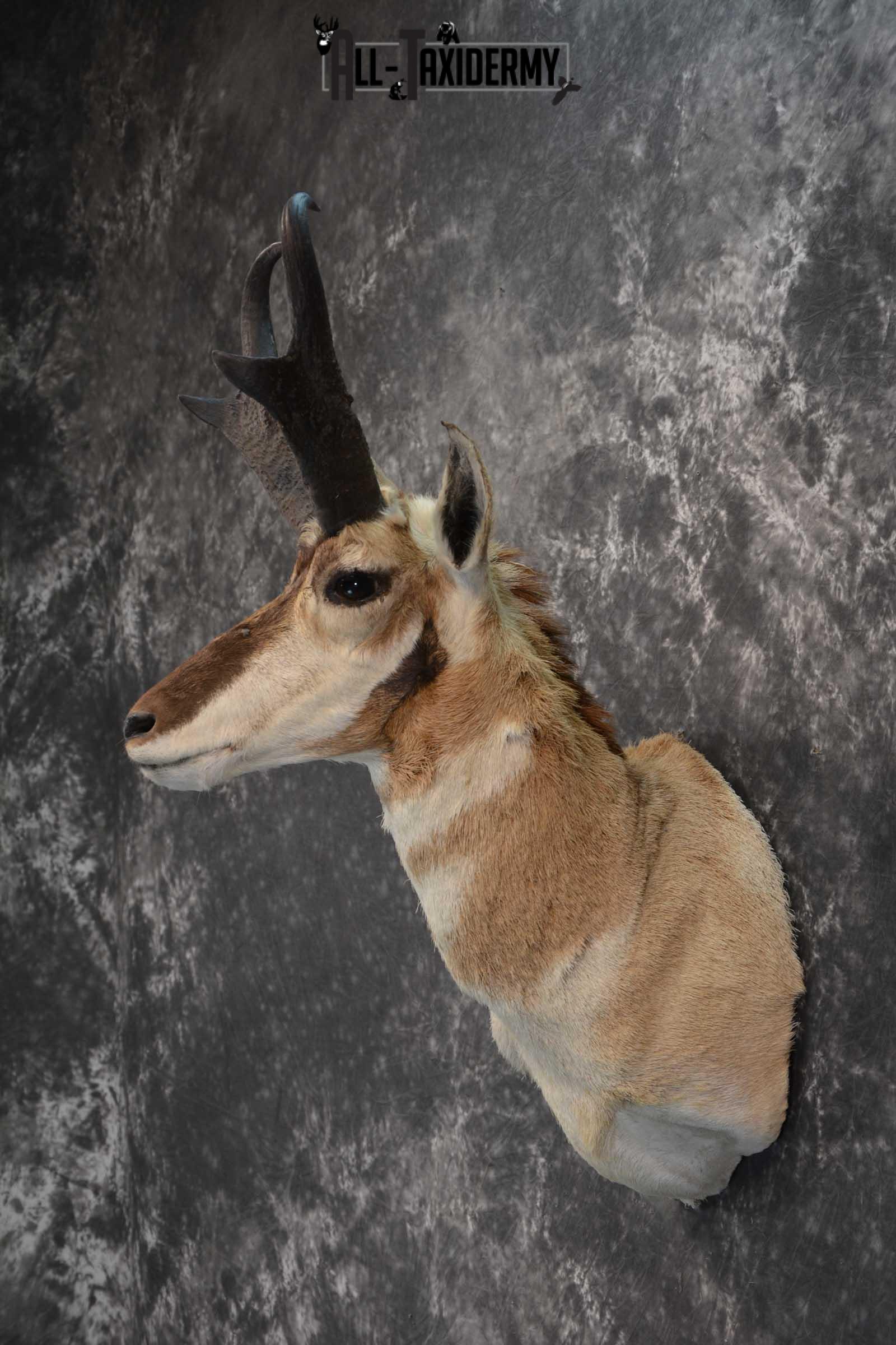 Pronghorn Shoulder taxidermy mount for sale SKU 1819 - Image 7