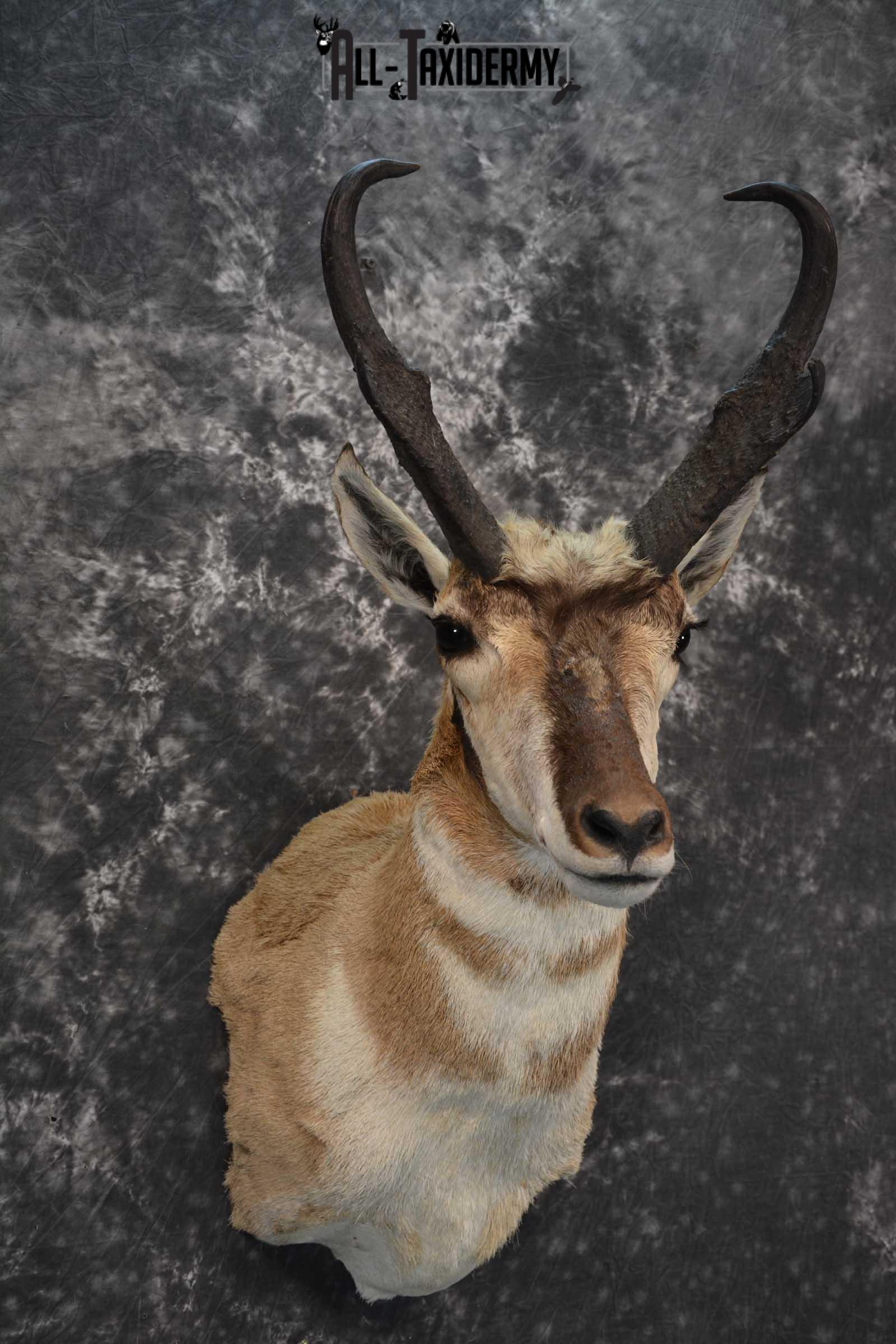 Pronghorn Shoulder taxidermy mount for sale SKU 1819 - Image 6