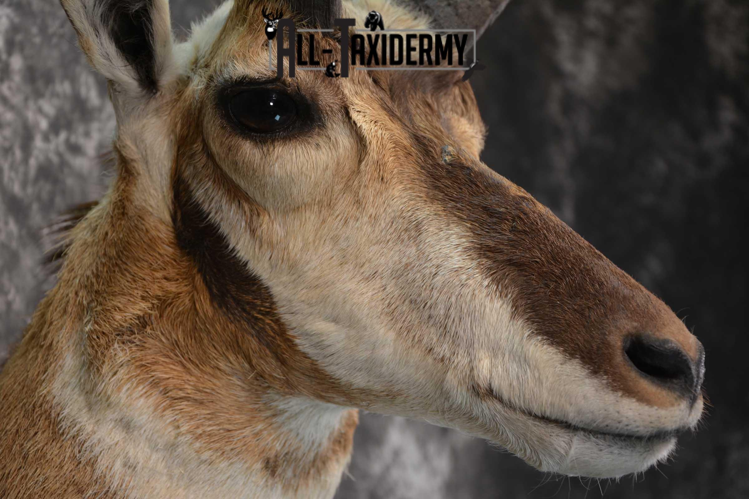 Pronghorn Shoulder taxidermy mount for sale SKU 1819 - Image 4